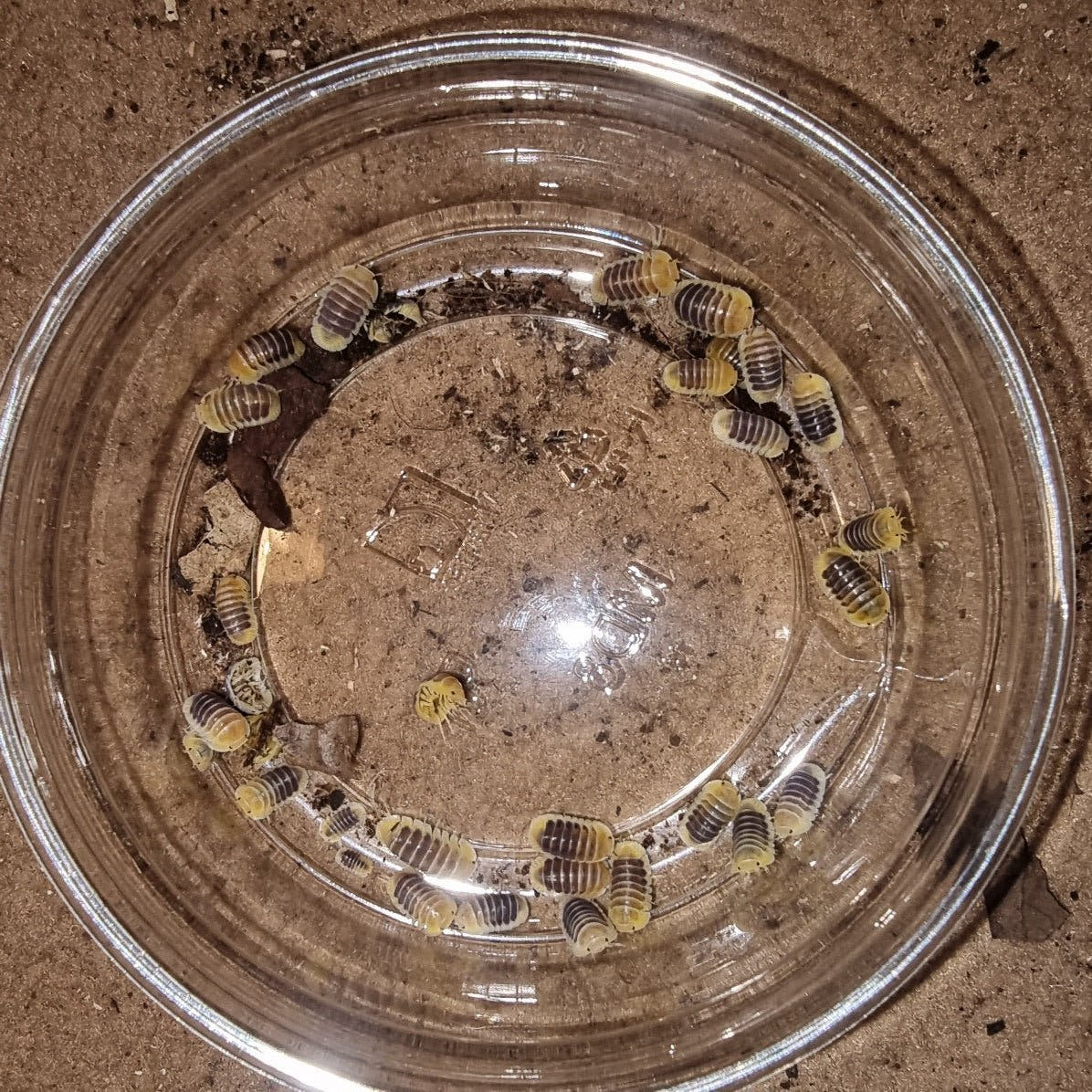 Jupiter isopods