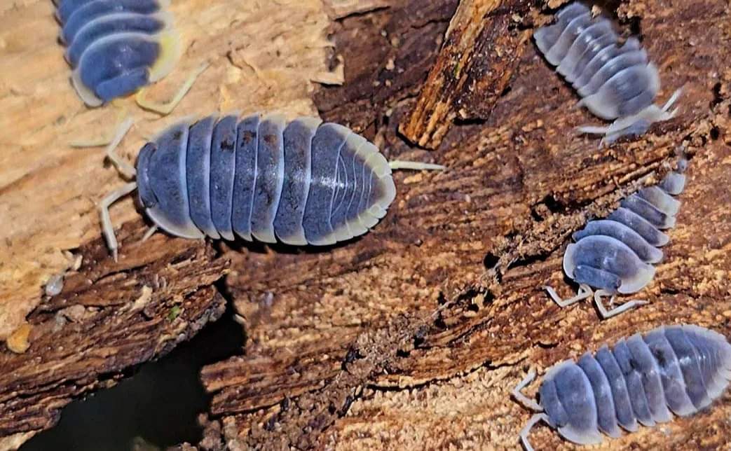 Blue-grey isopods edged in cream on pale split wood, one larger than the rest in the middle of the frame.