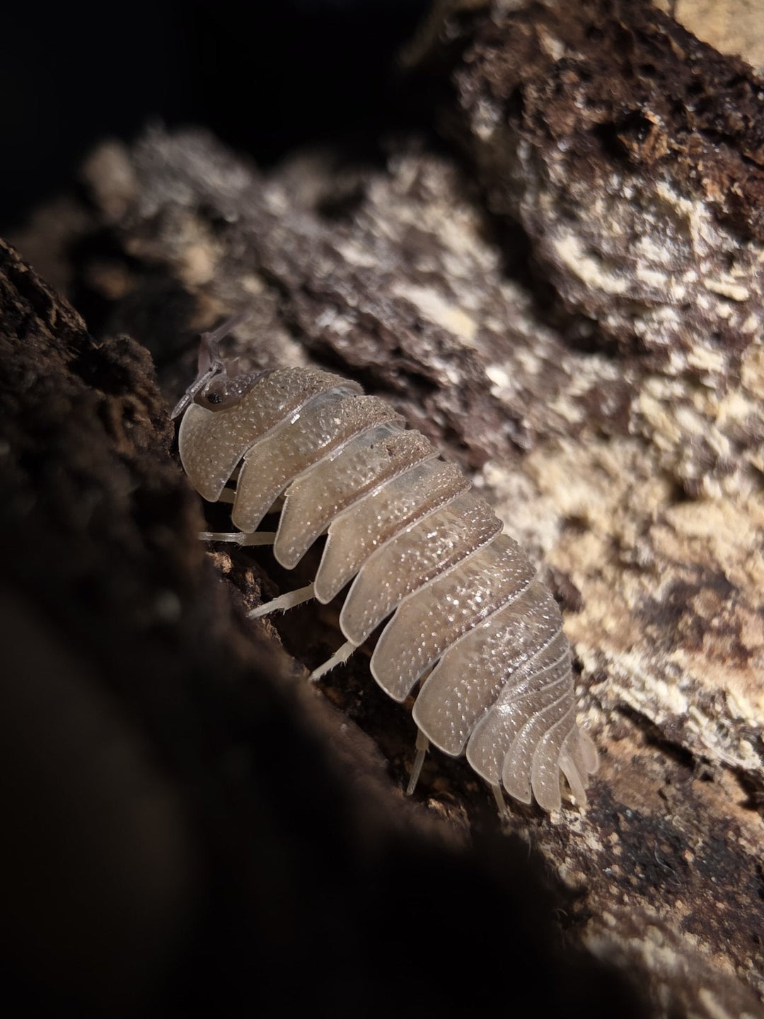 Kempton Invert Show 2025 Wrap Up - Isopods For Sale UK | PostPods