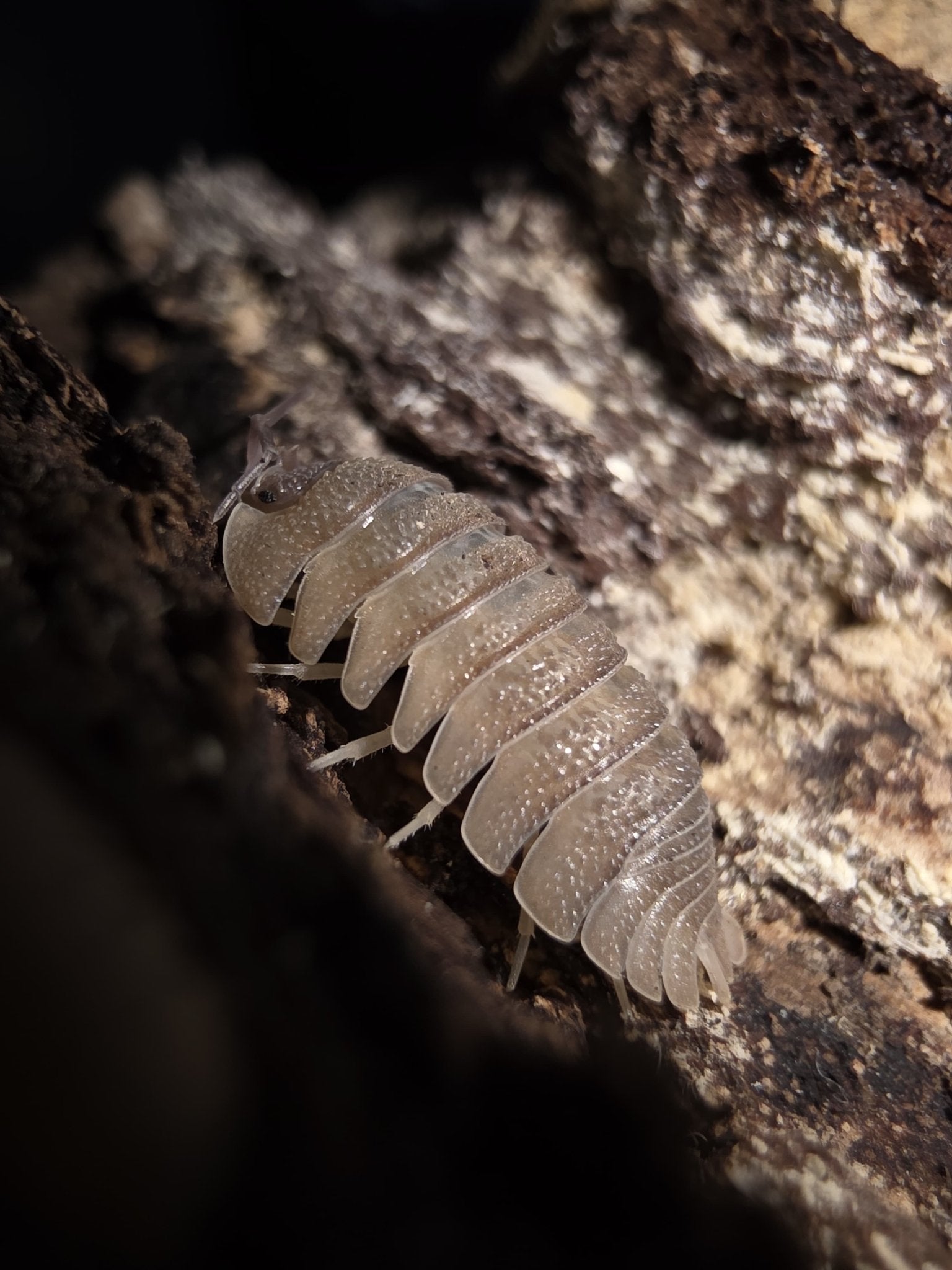 A pale cream isopod with a bumpy, speckled back on a dark bark ridge, with brightly lit bark behind.