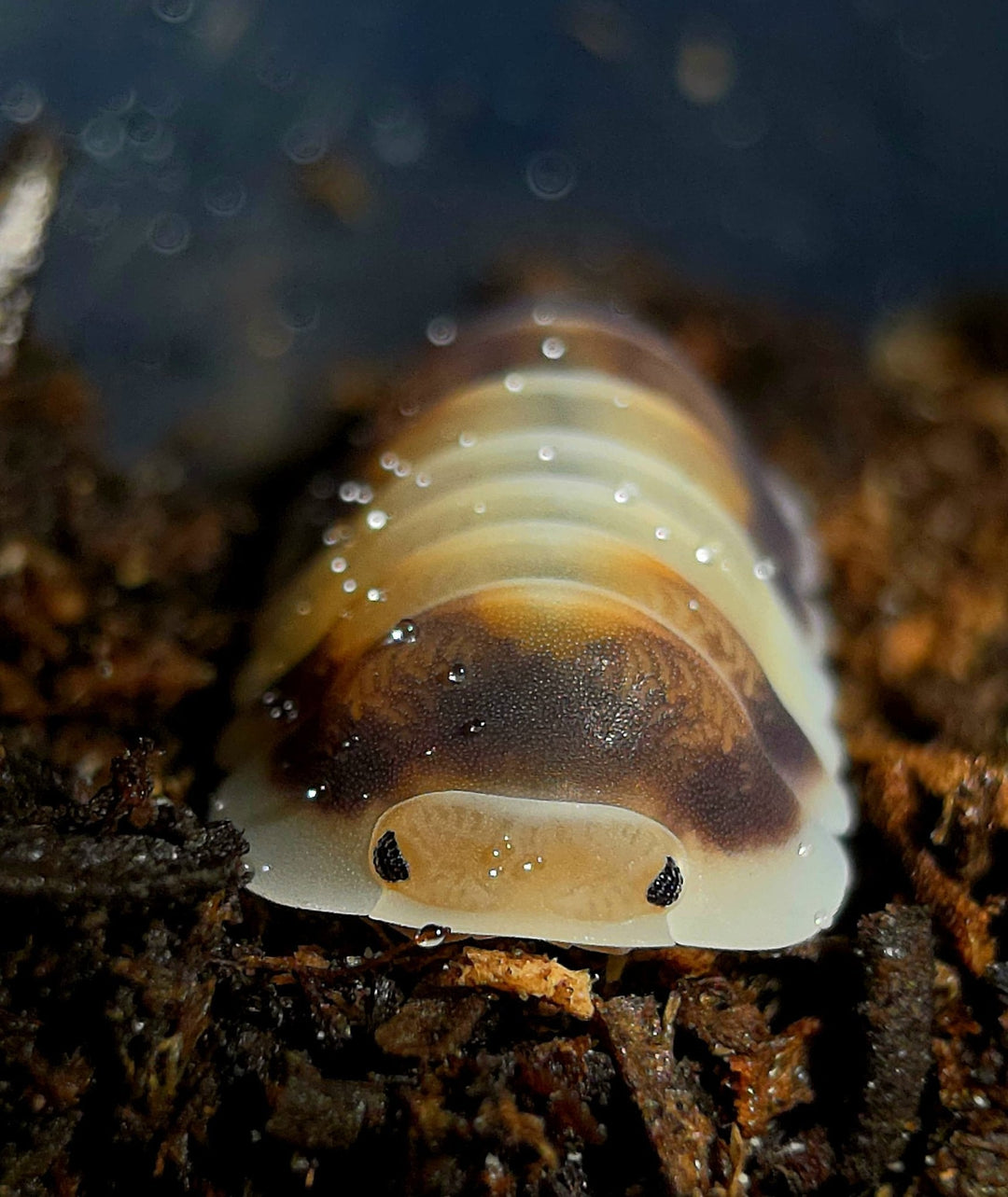 A cream Latte isopod with a brown saddle, beaded with water droplets, on dark substrate.