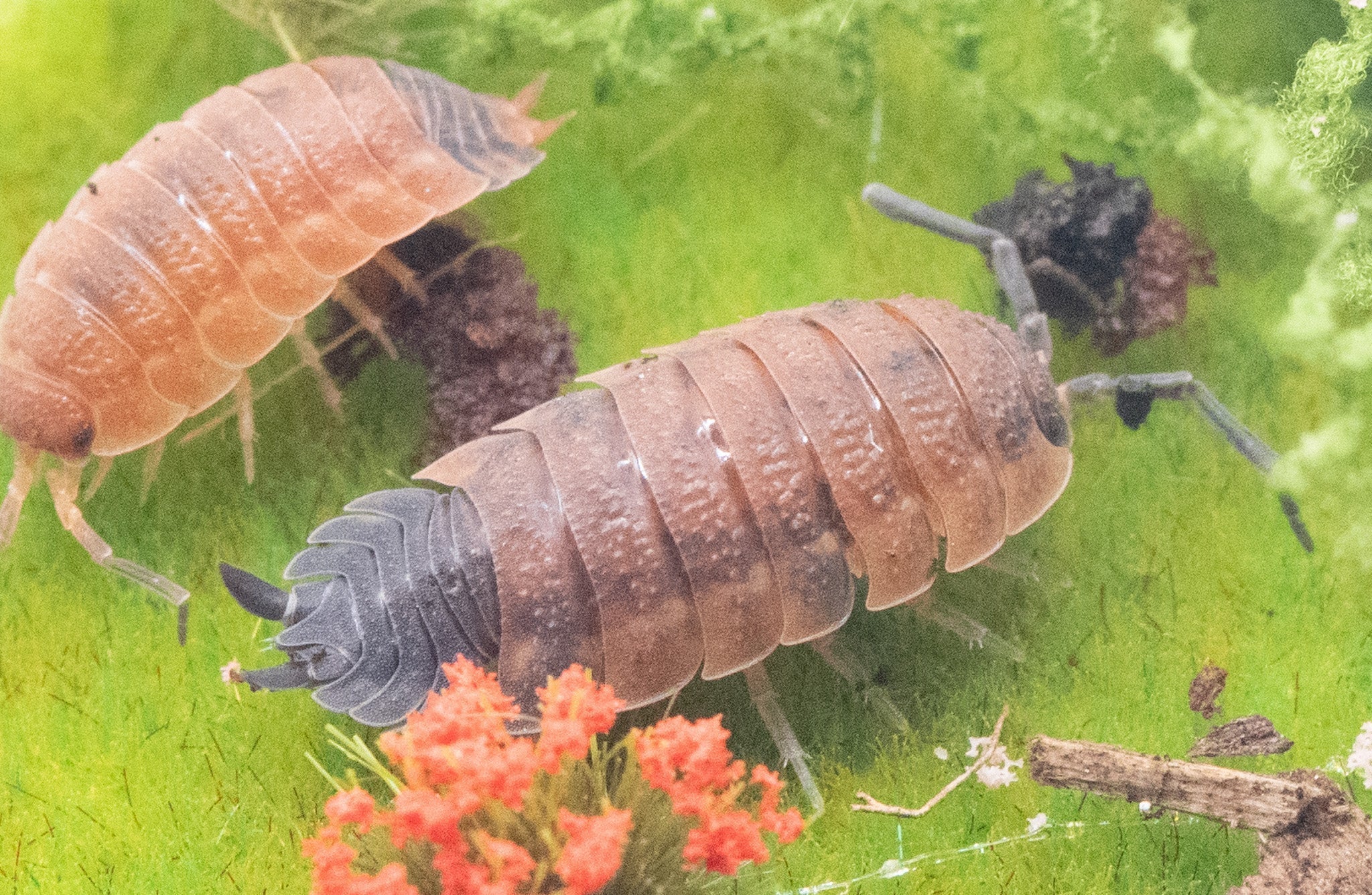 Orange-brown Porcellio scaber isopods on bright green moss beside a tuft of orange growth.