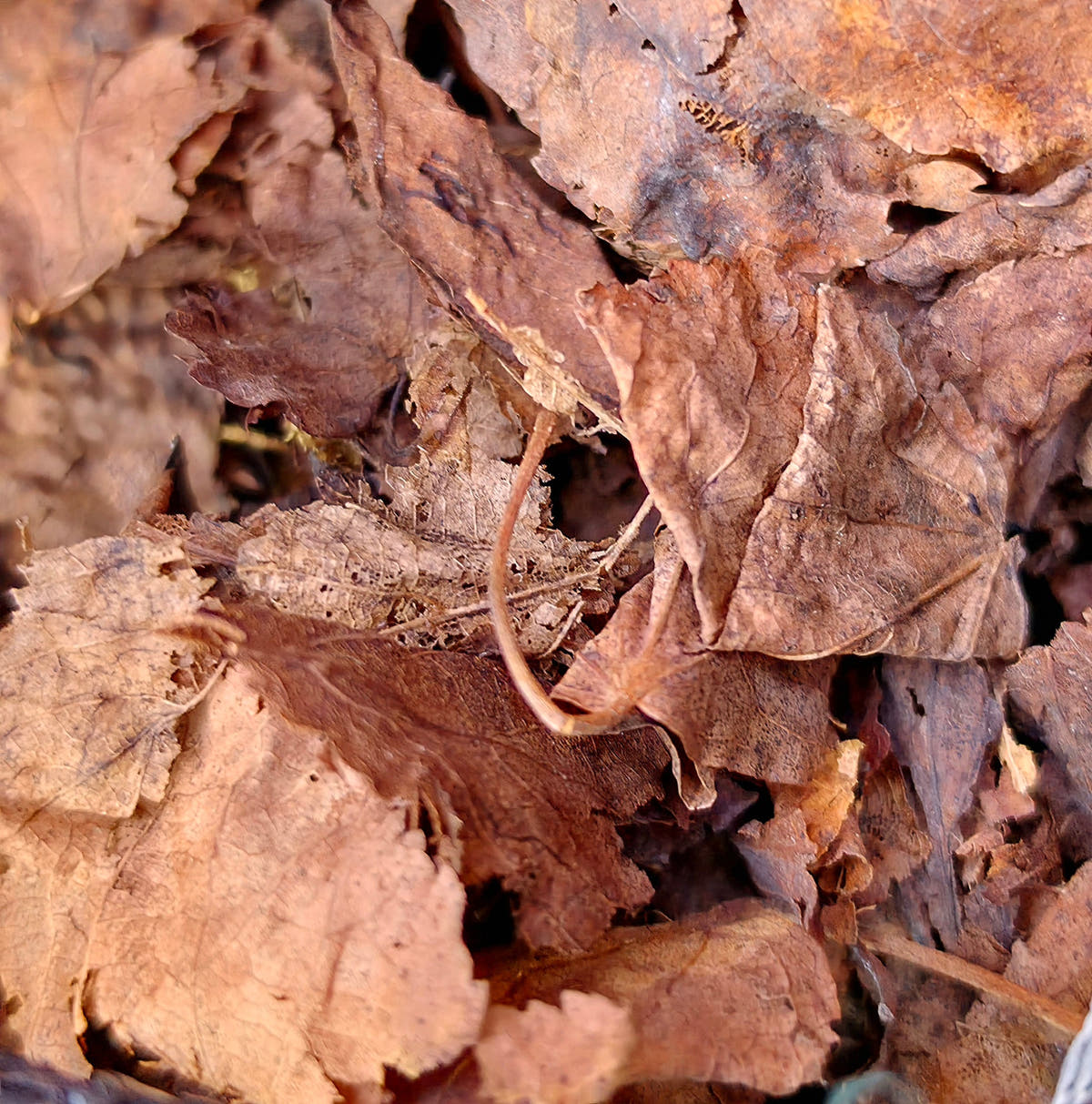 Leaf Litter Guide - Isopods For Sale UK | PostPods