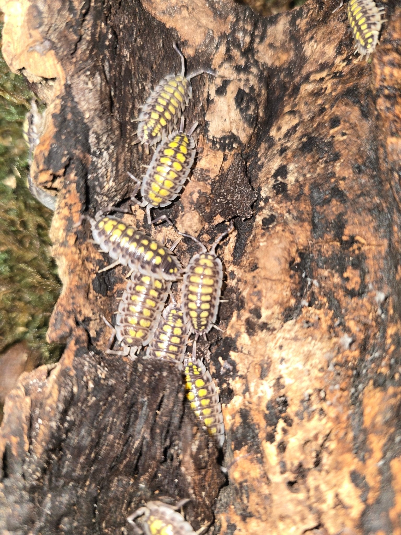 haassi high yellow isopods