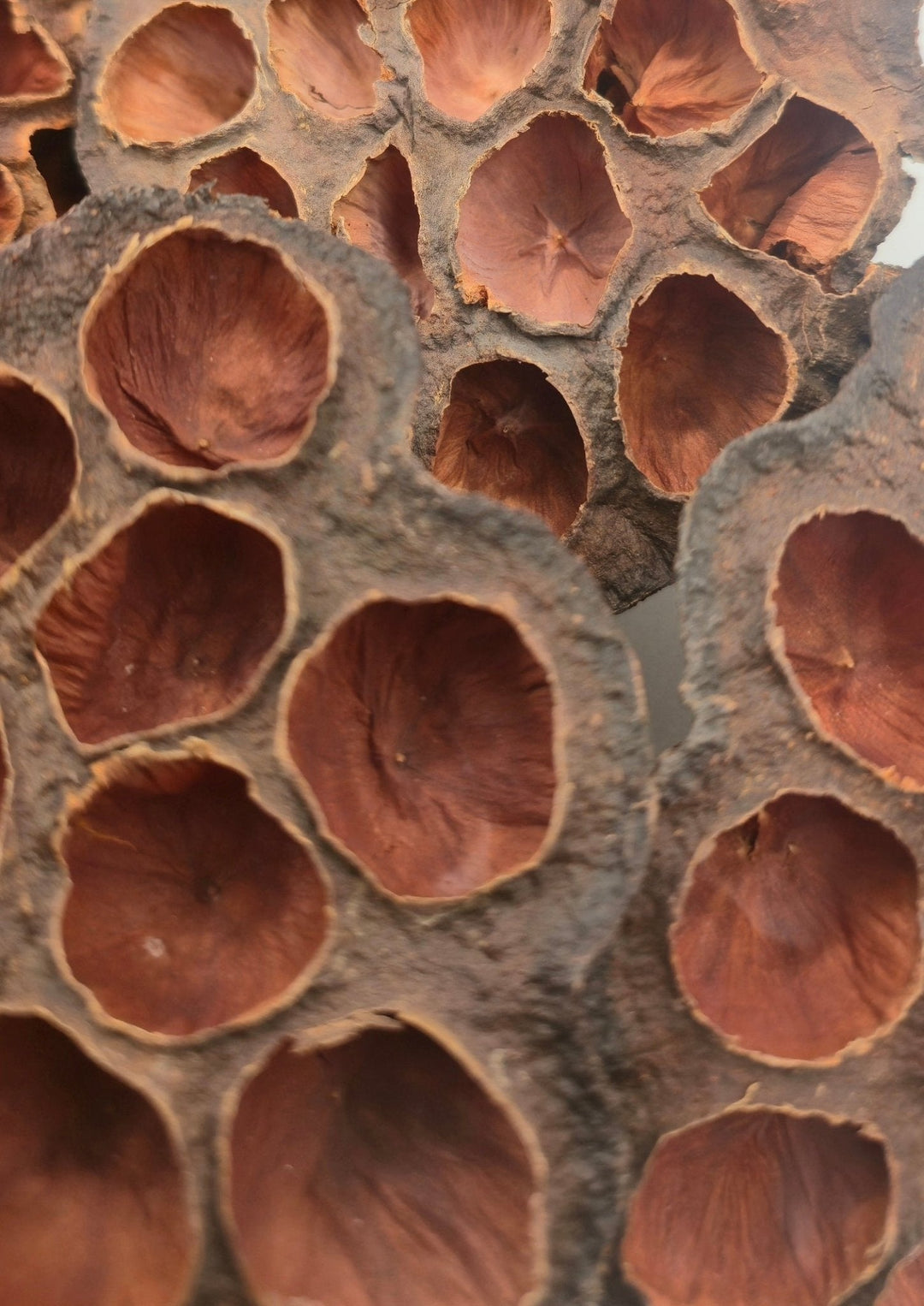 Lotus pods, undyed and untreated, with fruits dropping through the flat face