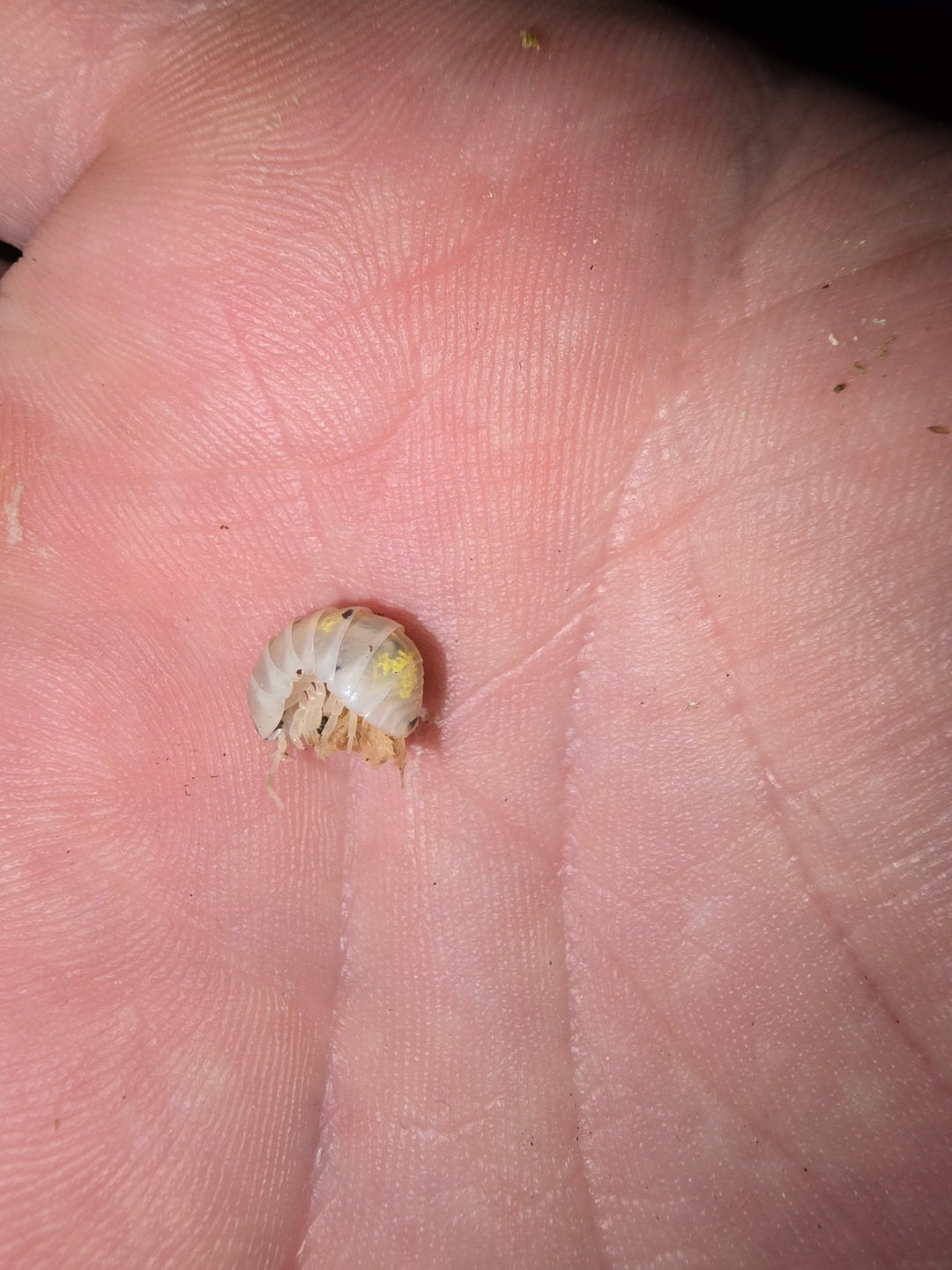 Care for Magic Potion Isopods - Isopods For Sale UK | PostPods