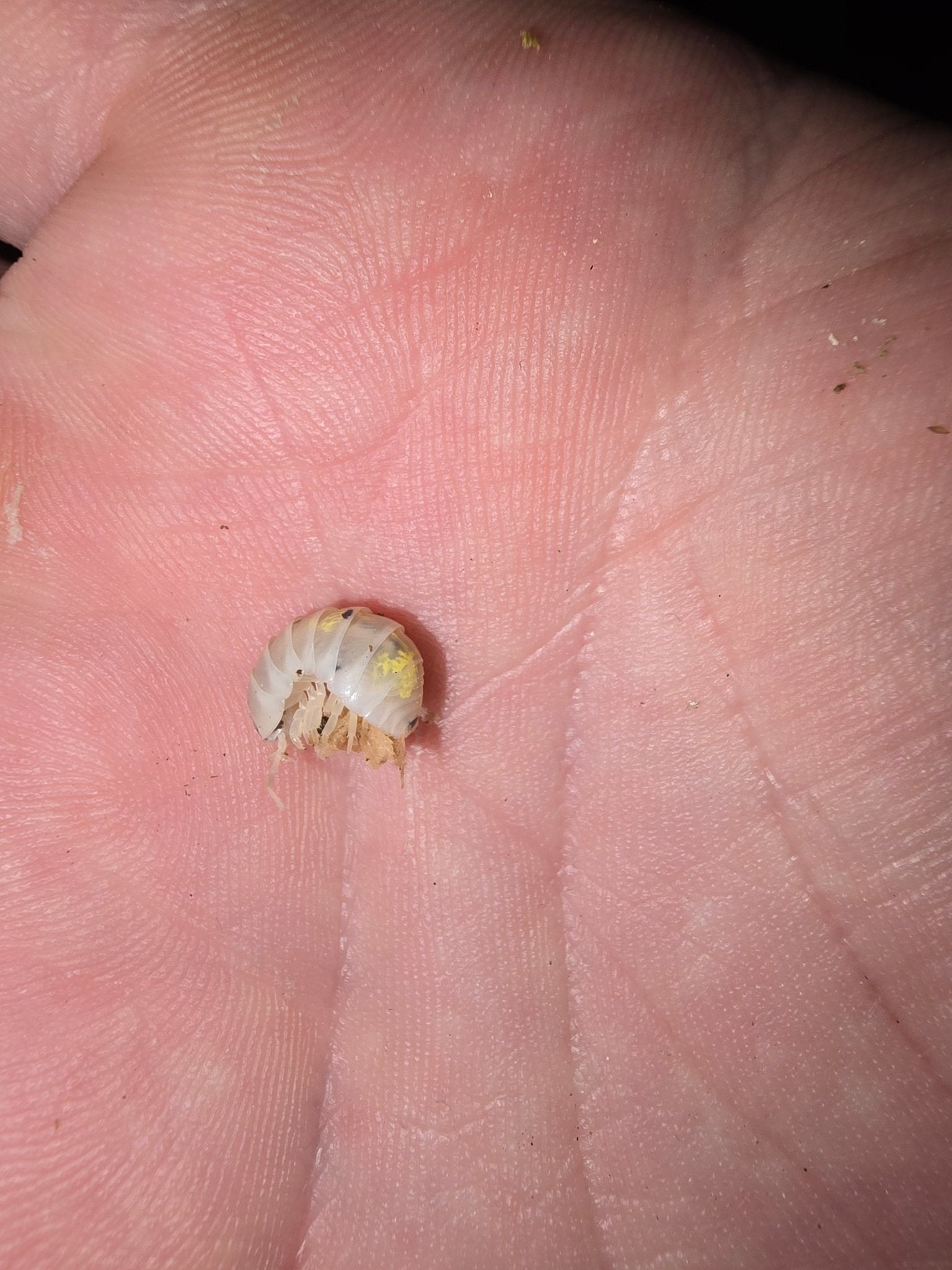 A small pale cream isopod, partly curled and marked with flecks of yellow, held in an open palm.