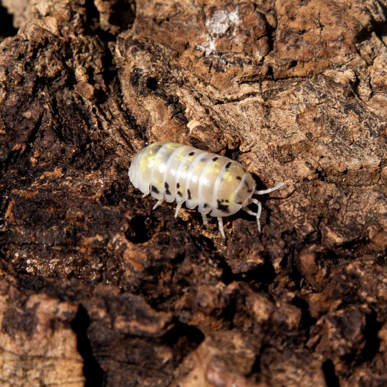 A cream Magic Potion isopod with black spots and yellow patches on dark bark.
