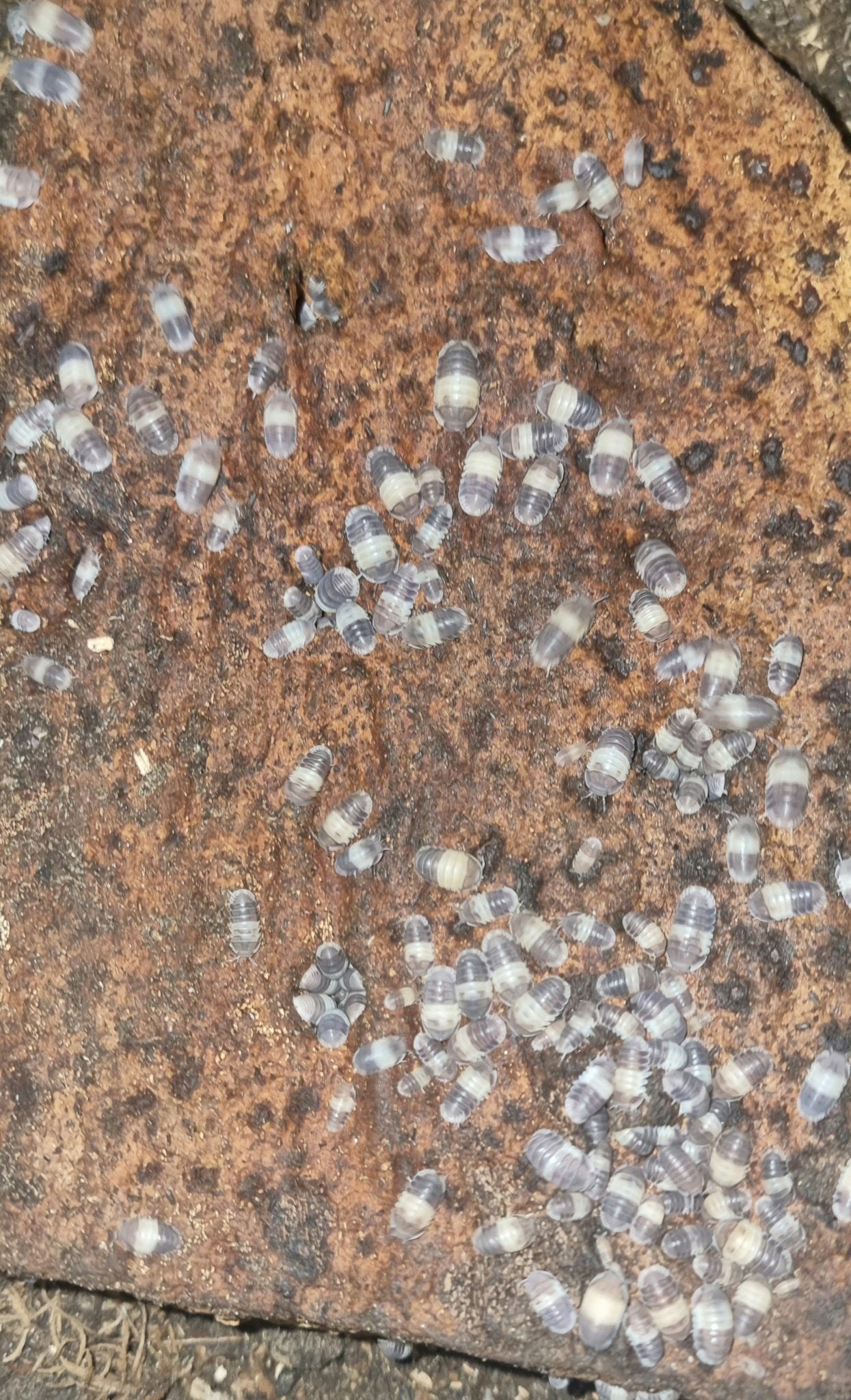 lichen for isopods