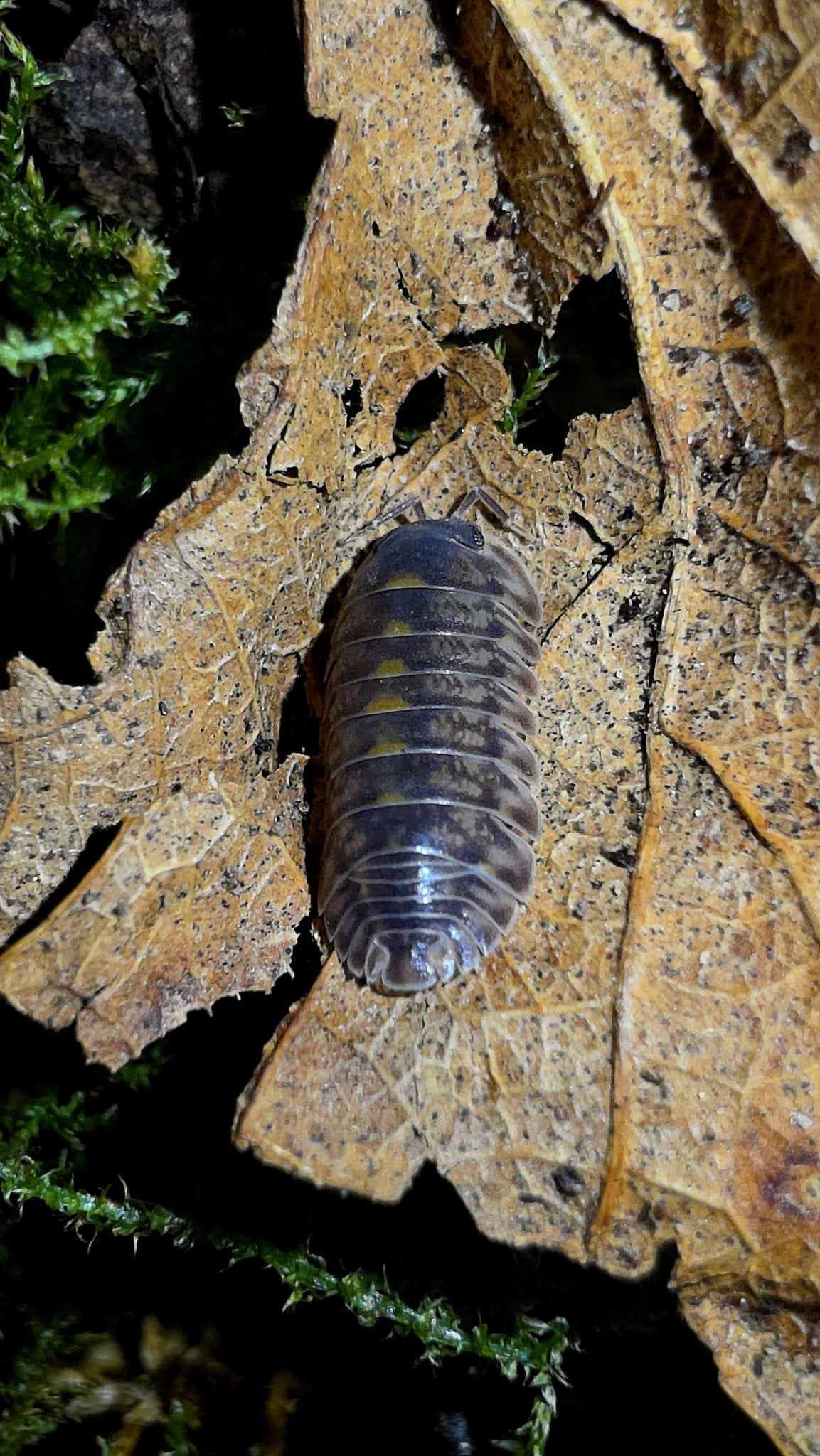 A grey-brown woodlouse with pale yellow blotches down its back, on a dry brown leaf beside green moss.