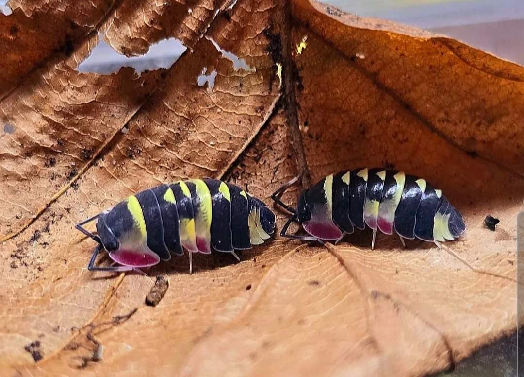 Two black isopods banded with bright yellow, each with a pink patch behind the head, on a dry brown leaf.