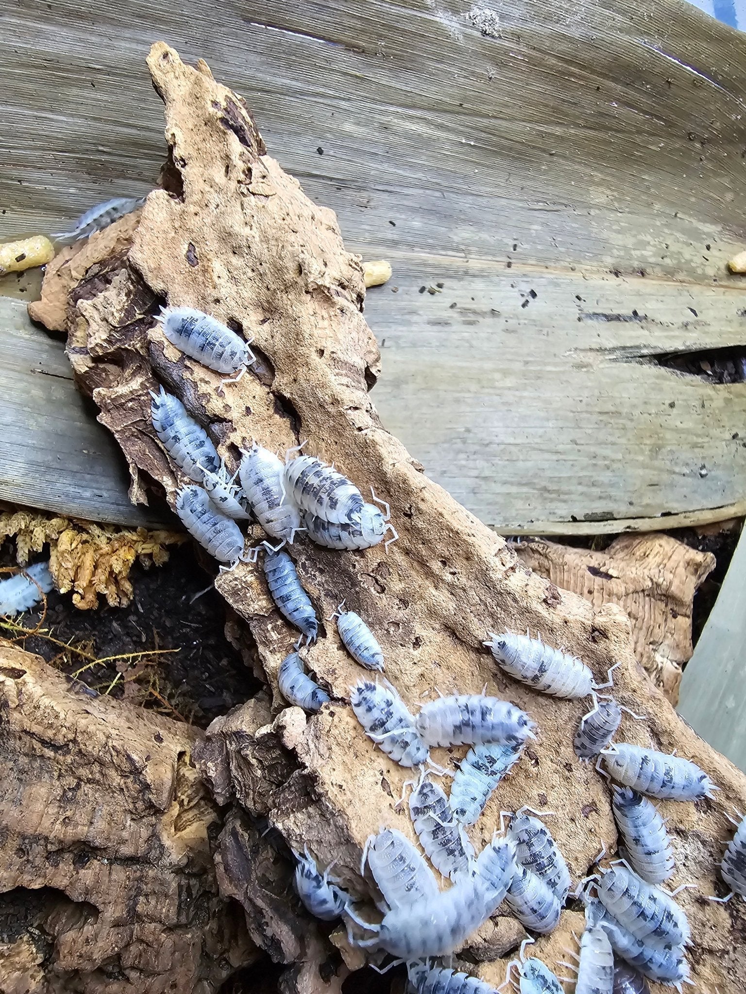 Pale blue-grey mottled isopods on a piece of rotting wood propped against cork bark and a large dried leaf.