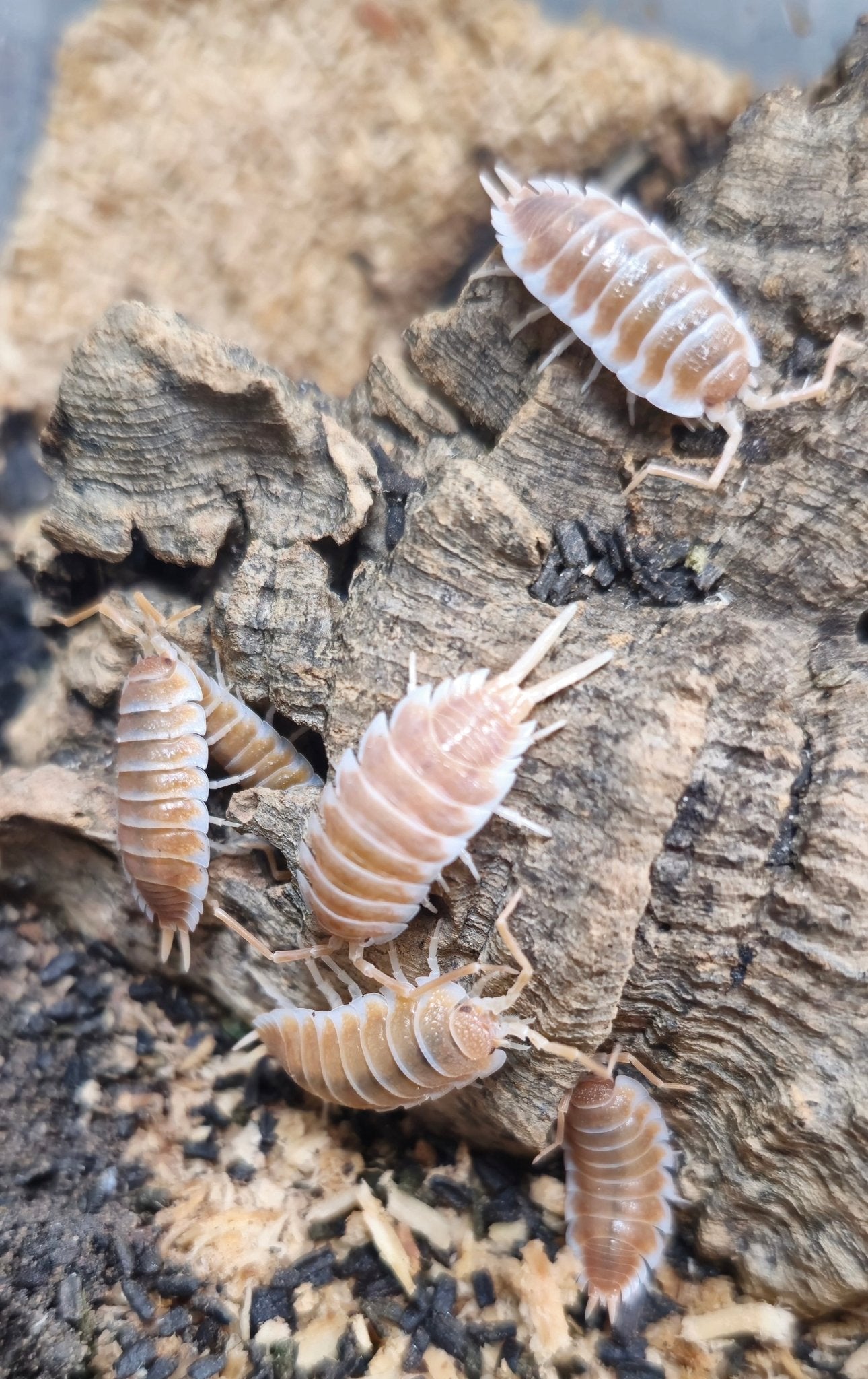 Apricot isopods ringed with white bands on a weathered piece of cork bark above pale wood shavings.