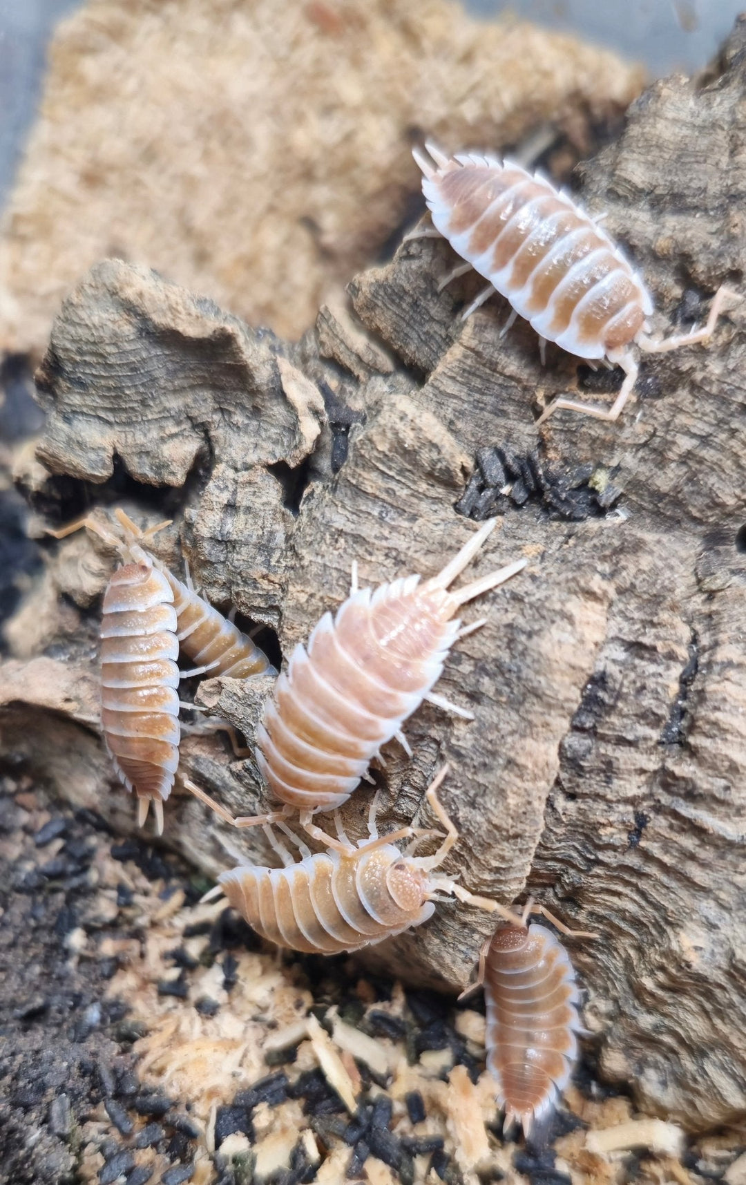 Mildenhall Halloween Invert Show 2024 Recap - Isopods For Sale UK | PostPods