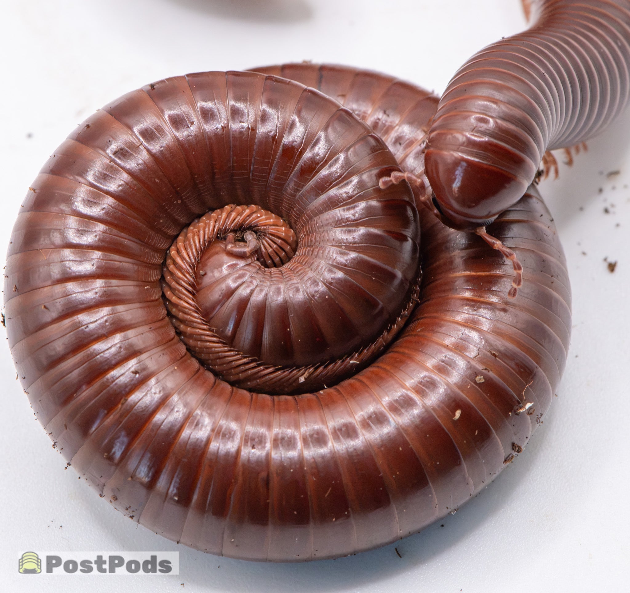 Millipedes' Diet: Exploring their Feeding Habits - PostPods