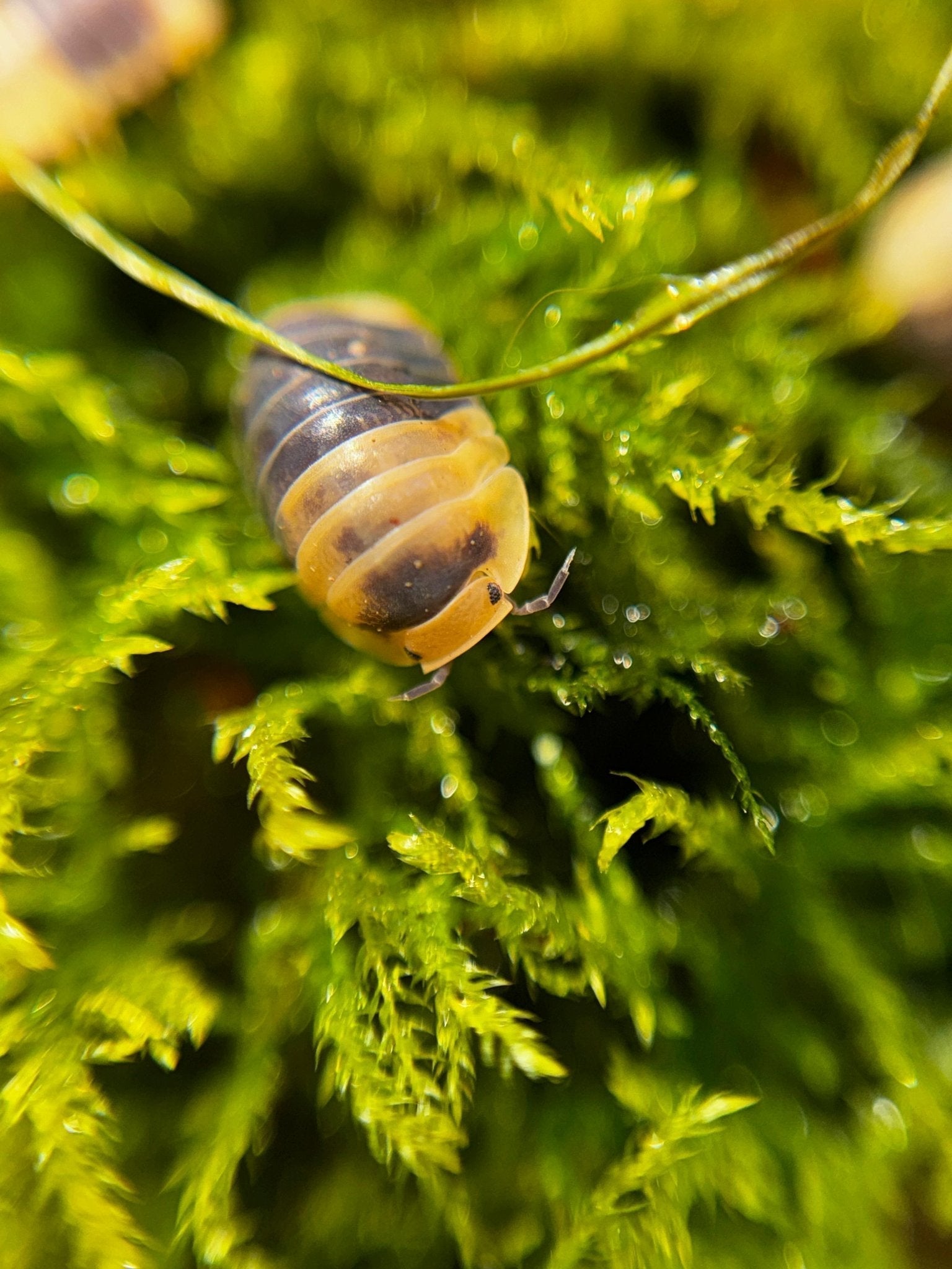 A cream isopod blotched with dark brown on bright green moss, a stem arcing over its back and others blurred at the edges.