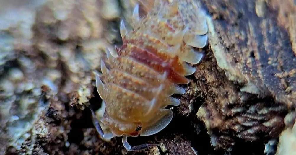 Close view of a pale orange isopod with spiky side plates and a reddish streak down its back.