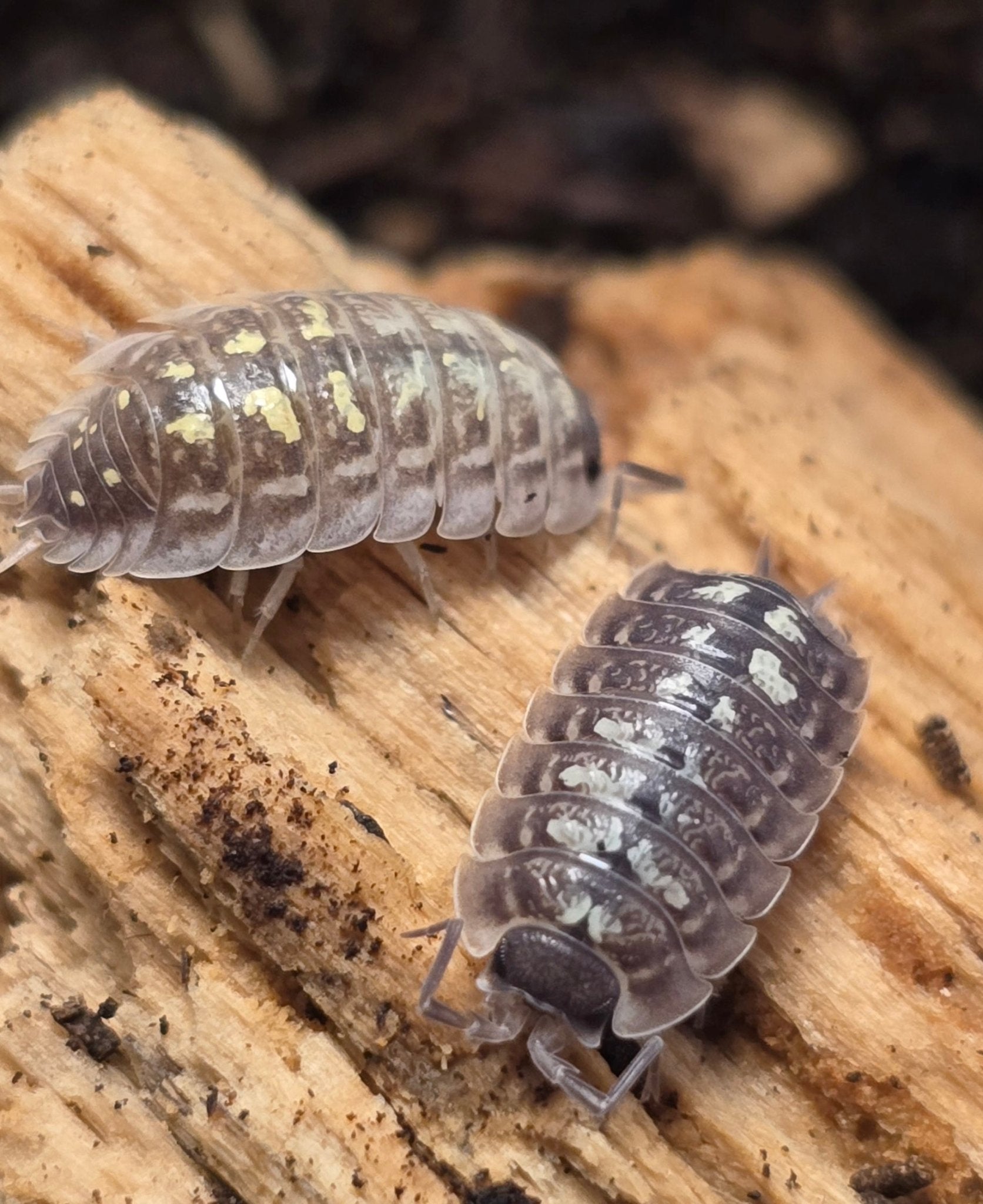 Two grey woodlice with pale yellow blotches on a piece of pale splintered wood.