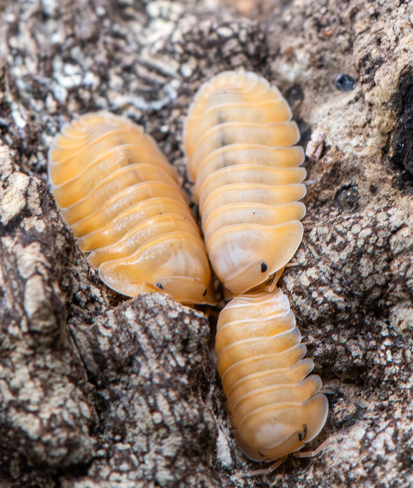 Orange Freezy isopod, Cubaris sp., bright orange body with translucent glassy edges