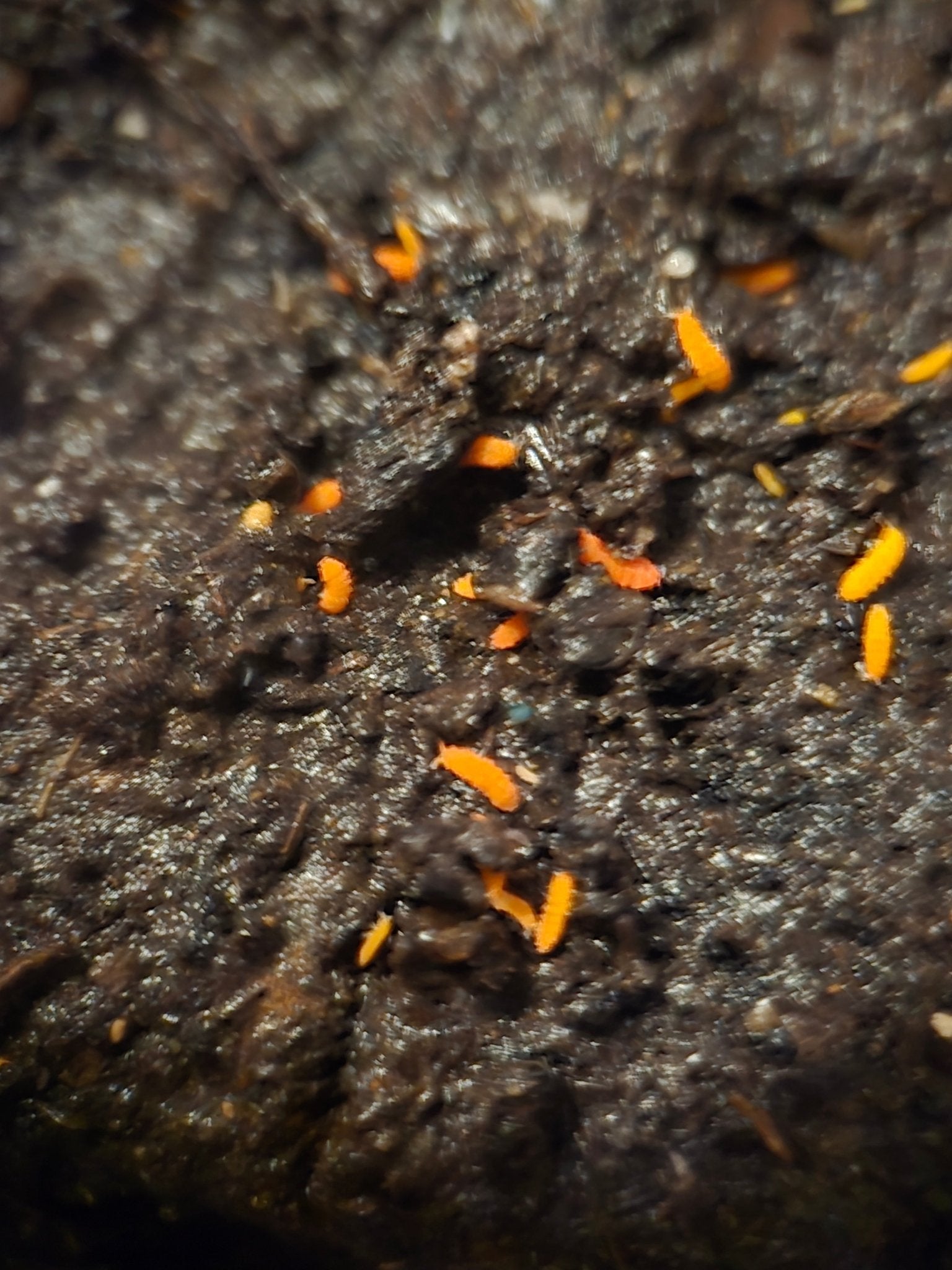 Small bright orange springtails scattered across dark wet substrate speckled with grit.
