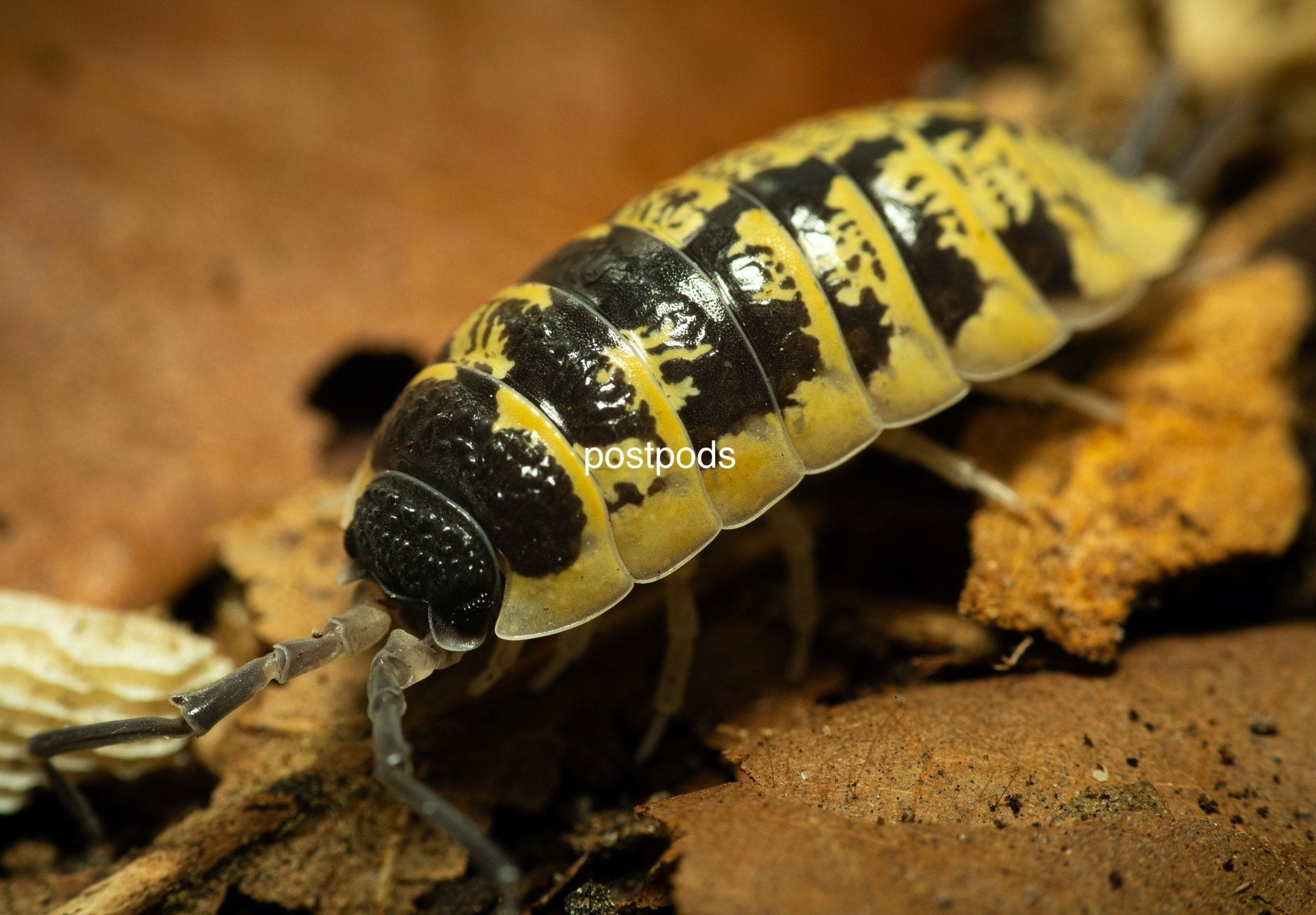 A black and bright yellow Porcellio ornatus High Yellow isopod on dry brown leaves.