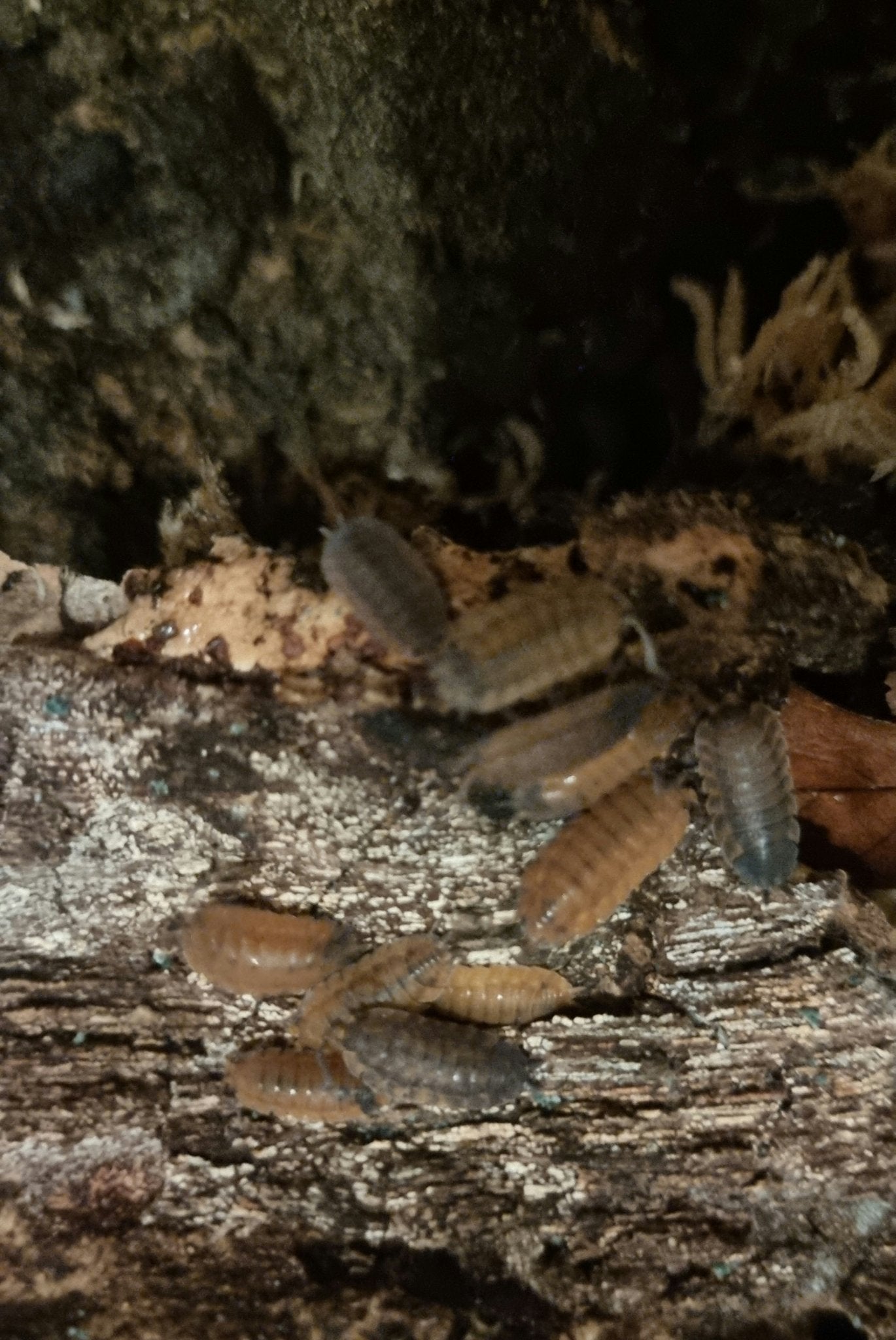 A mixed group of orange-tan and grey isopods on a log crusted with pale lichen, dark moss behind.