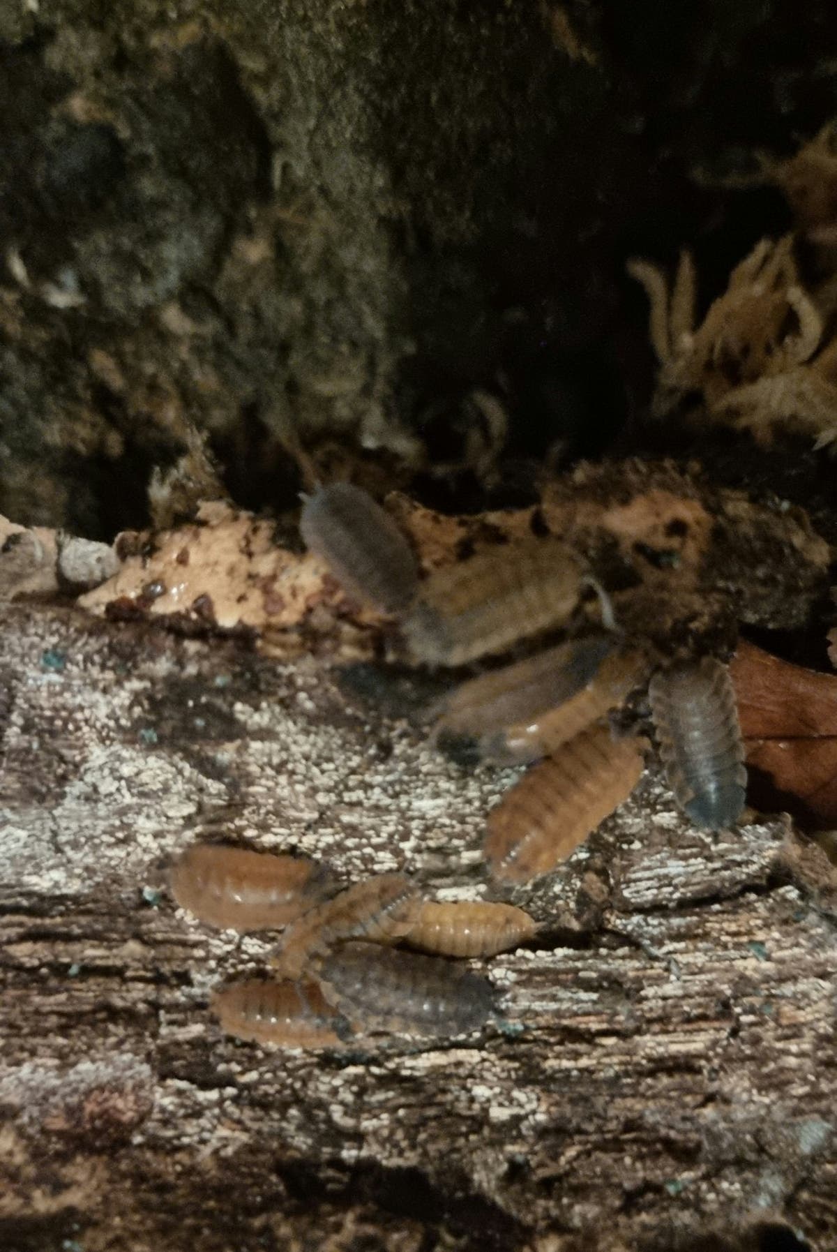 Our First Invert Expo - Check out how it went - Isopods For Sale UK | PostPods