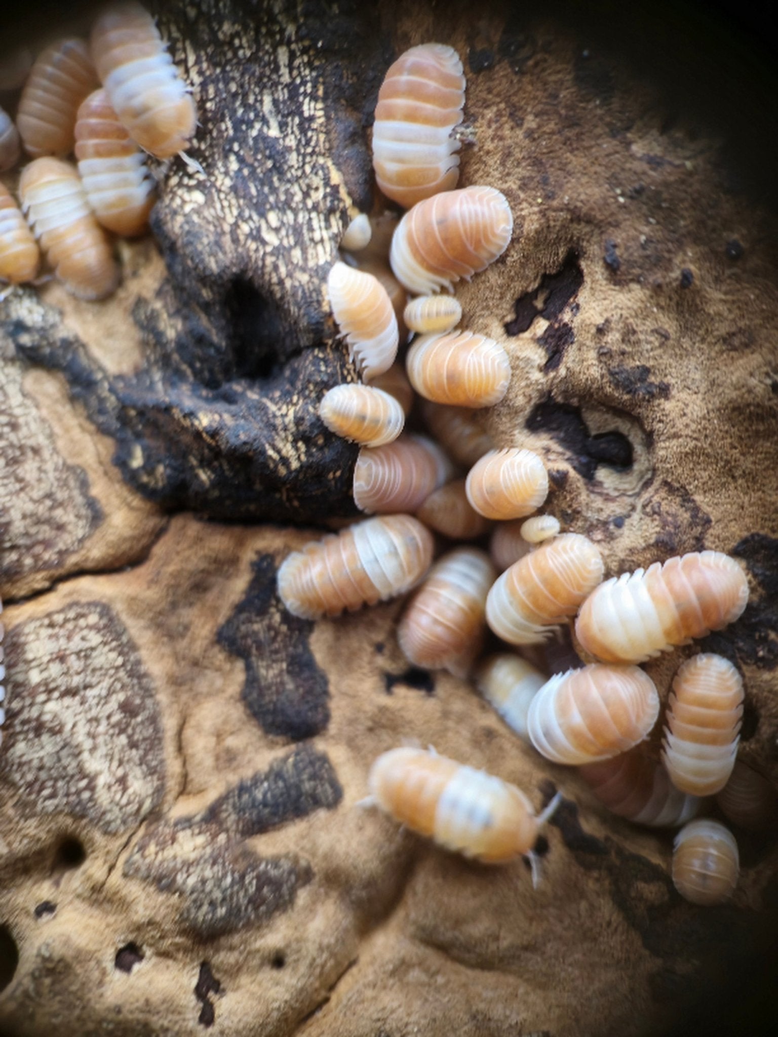 Cream and pale orange isopods gathered on a piece of mottled brown wood.