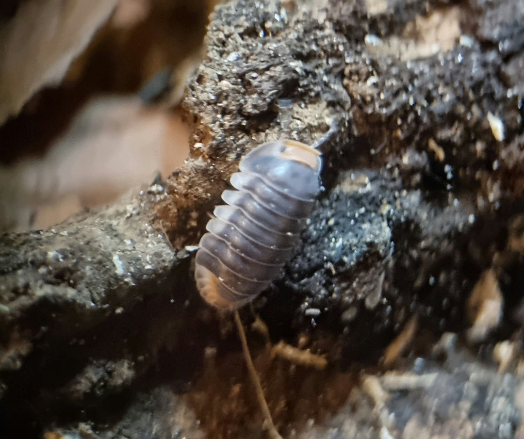 A Pak Chong isopod on dark crumbly bark, its grey-mauve back tinged peach at each end.