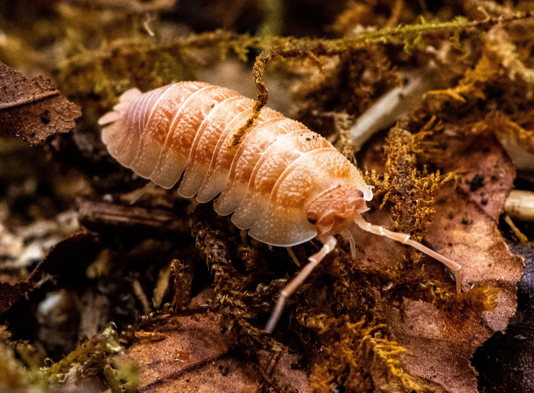 Armadillidium pallasii 'Orange' adult on bark beside green moss, warm orange with paler segment edges