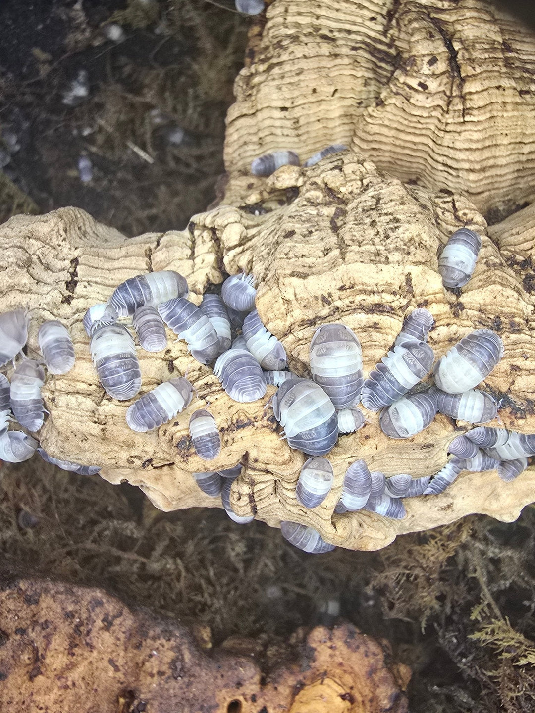 A large group of Panda King isopods, grey with cream bands, covering a pale knobbly piece of cork bark.