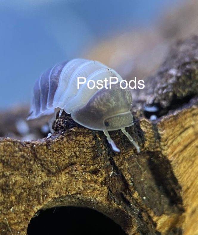 Panda King isopod, Cubaris sp., with bold black and white banding