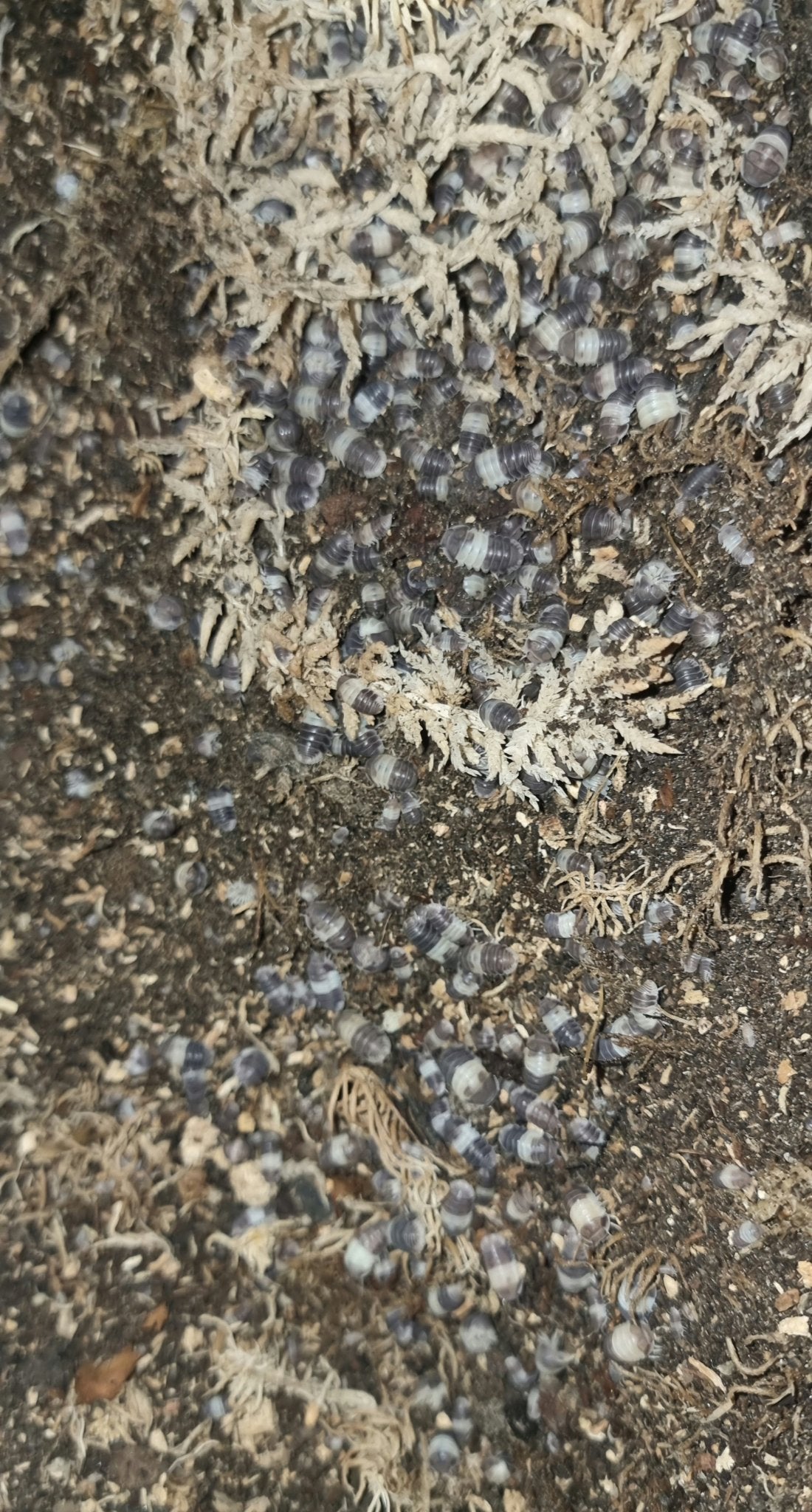 isopods for sale UK