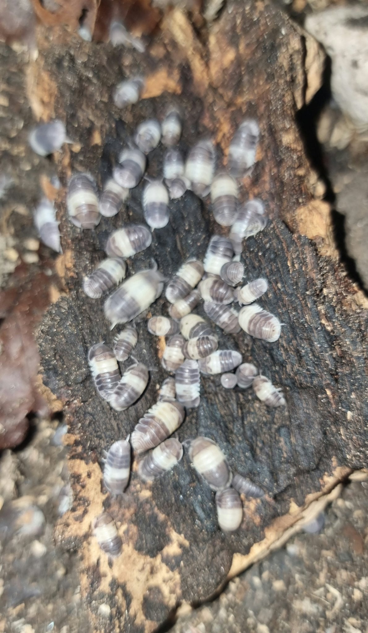 isopod for sale UK