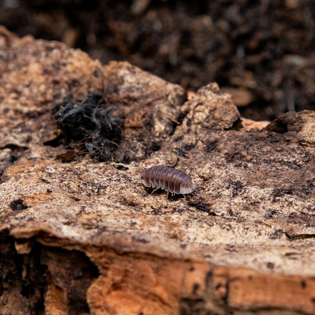 A purple-brown Penguin isopod on a slab of cork bark, each segment edged paler