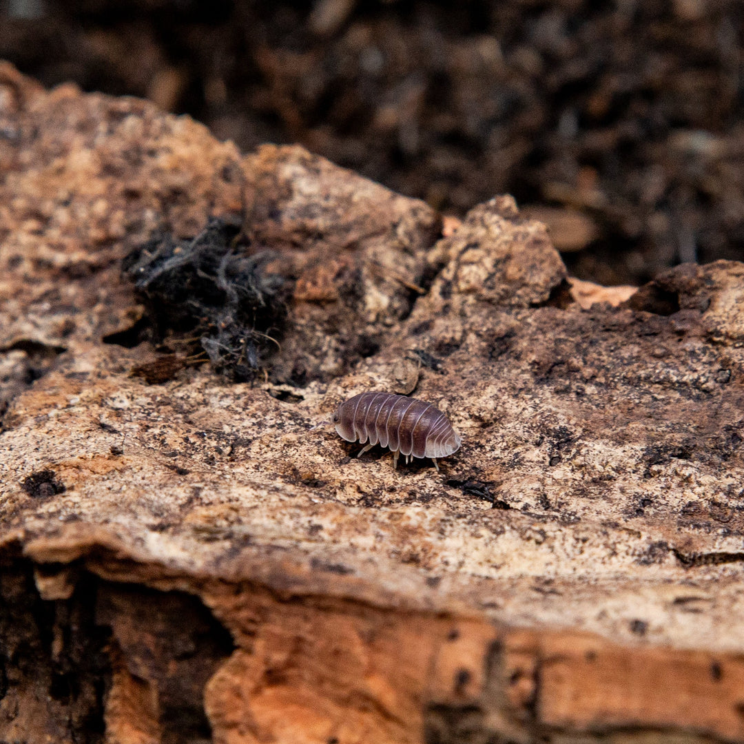 A purple-brown Penguin isopod on a slab of cork bark, each segment edged paler