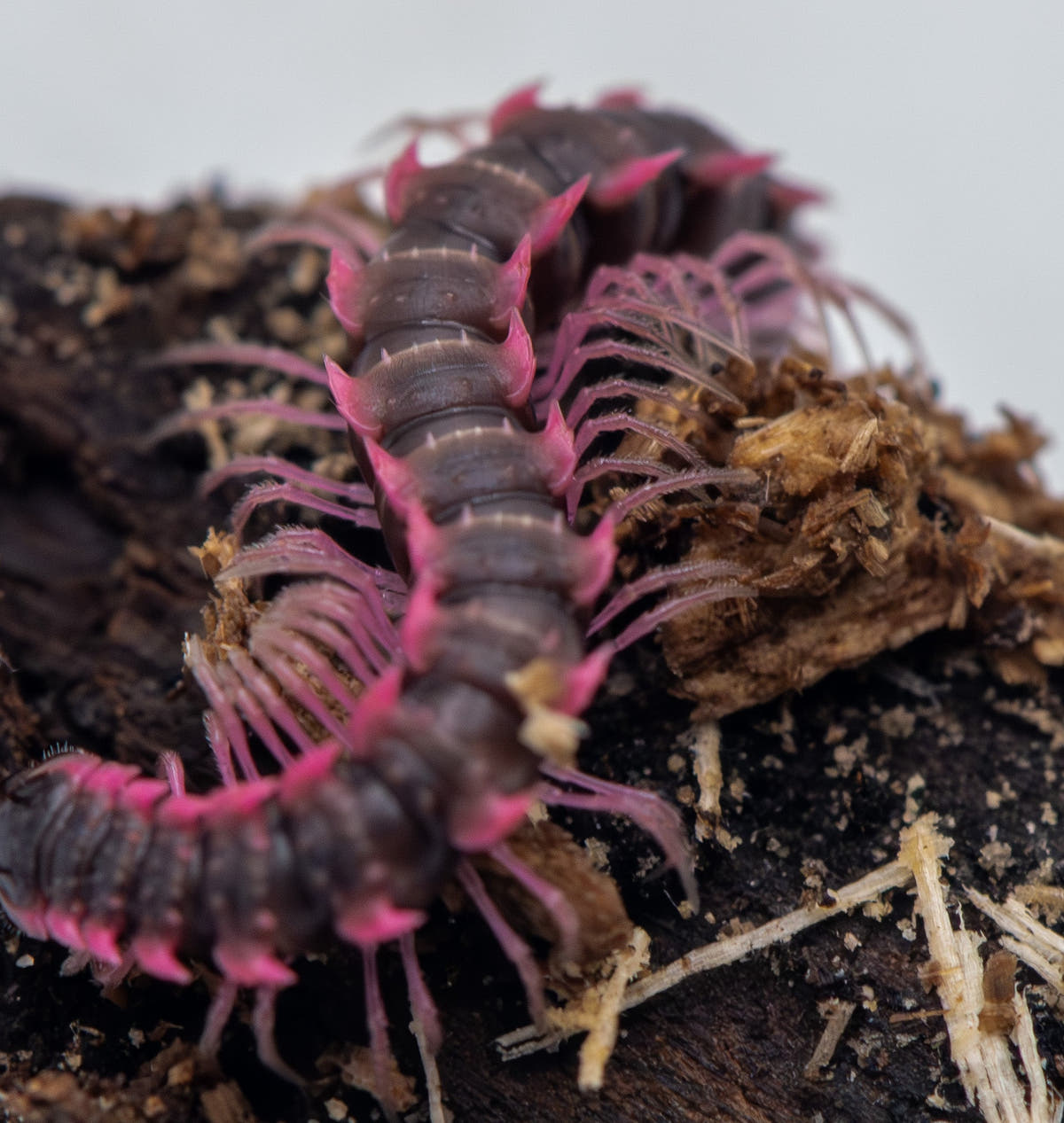 A dark purple-brown millipede with bright pink spines along its back and pink legs, on damp bark and wood fibres.