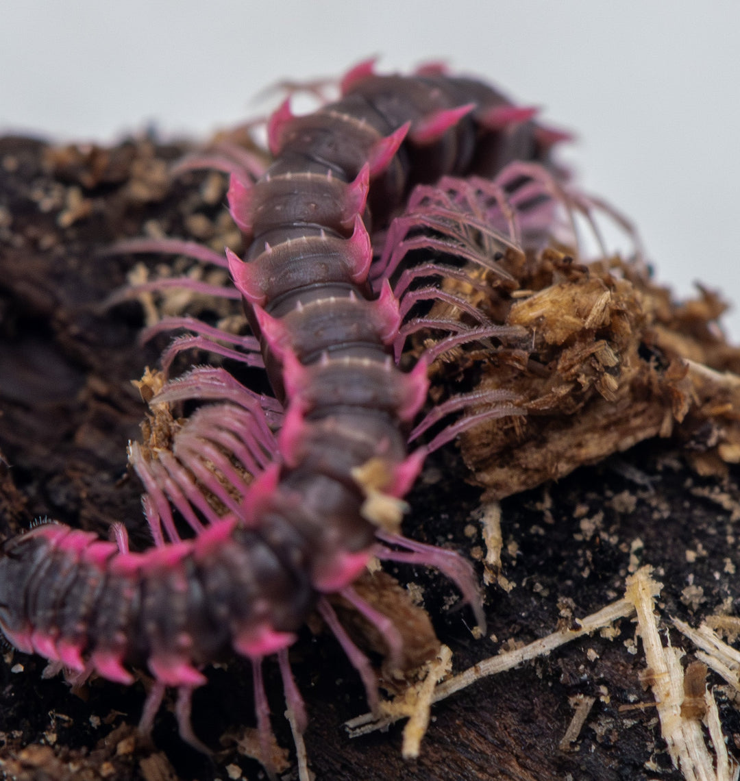 Pink Dragon Millipede (Desmoxytes Planata)
