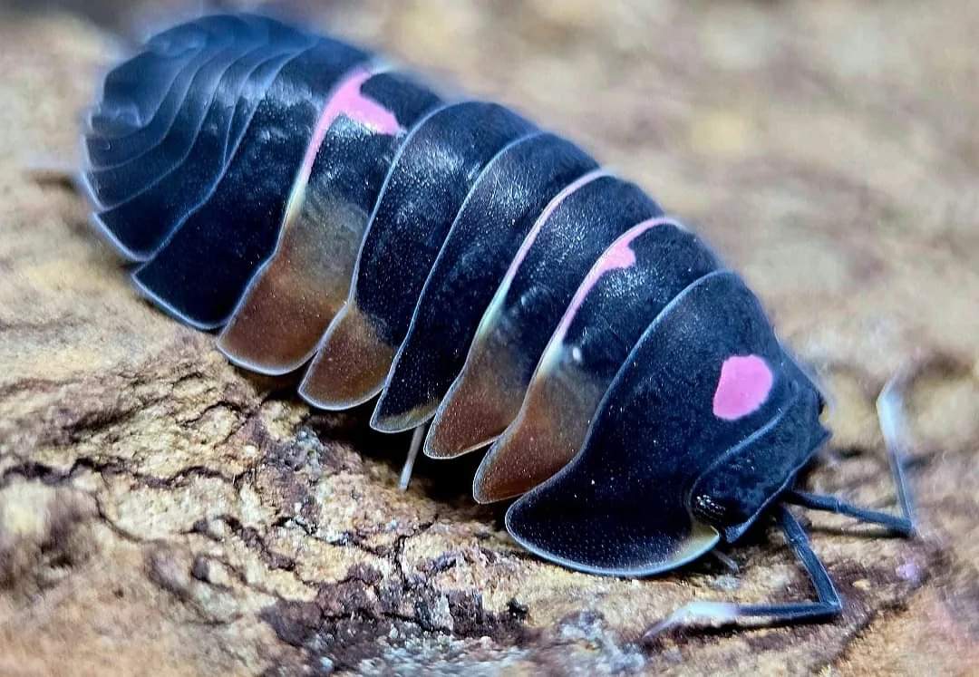 A glossy black isopod with three bright pink spots on its back and coppery side plates, on pale wood.