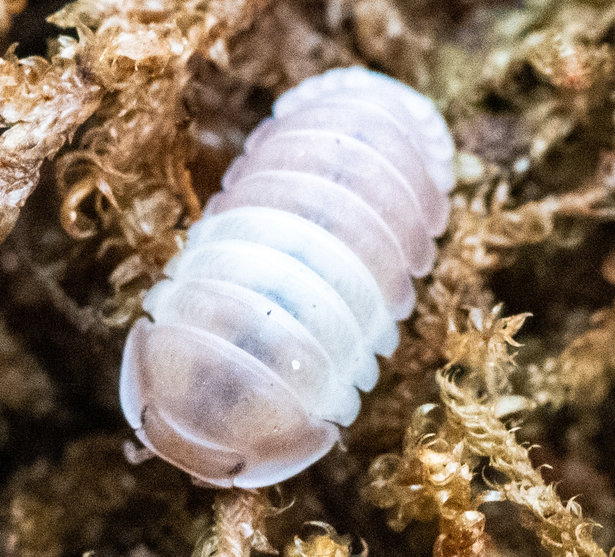 A pale lilac-white Cubaris isopod among golden-brown moss.