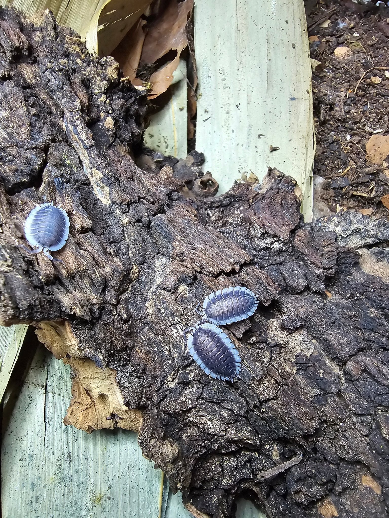 Three blue-grey isopods edged in pale grey on a slab of dark cork bark, pale wooden boards behind.