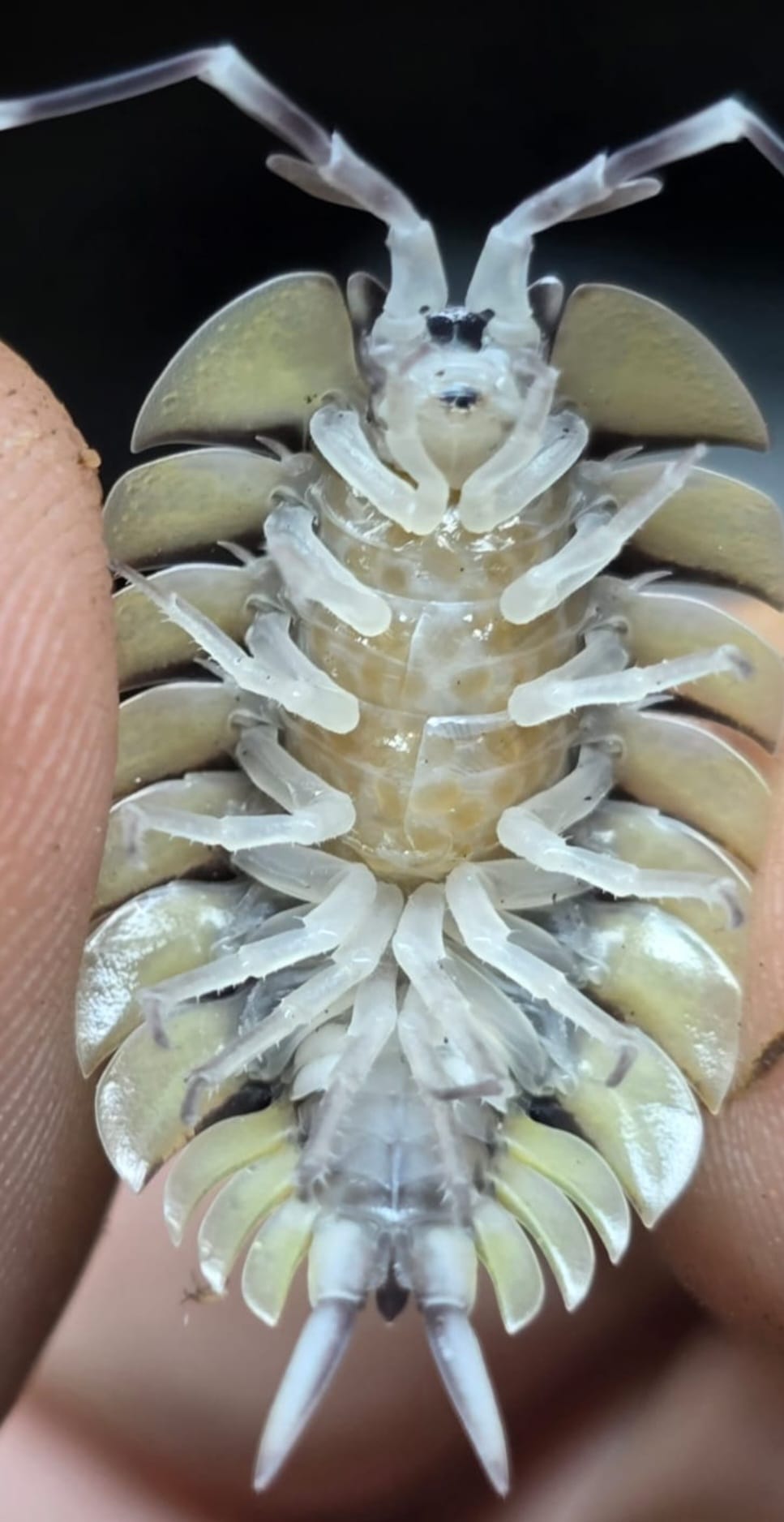 Porcellio Expansus Isopods - Isopods For Sale UK | PostPods