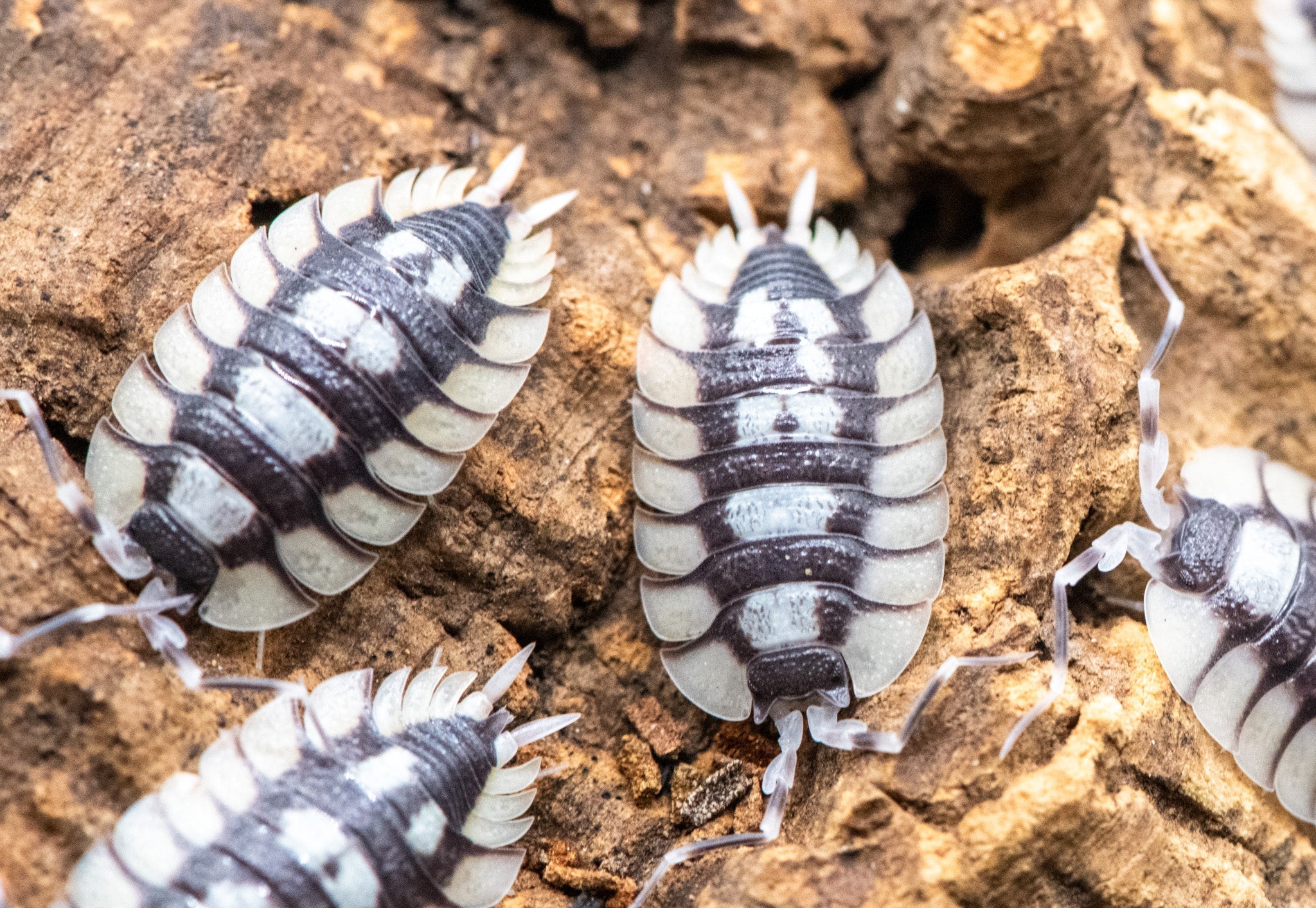 Porcellio expansus isopods, dark with white patches and pale edges, on orange-brown bark.