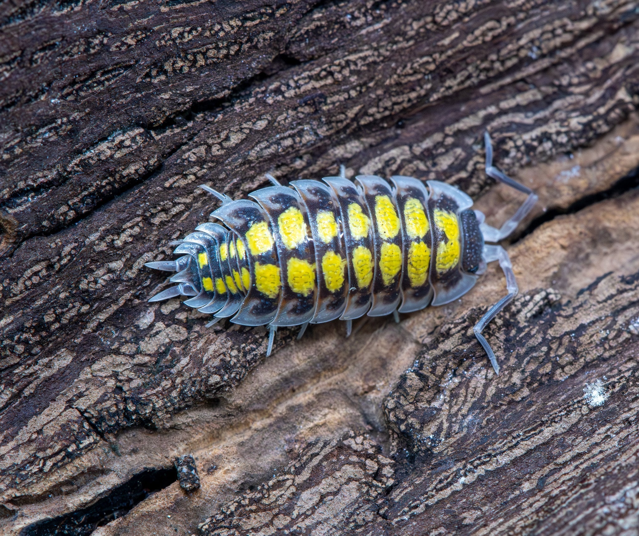A Porcellio haasi 'High Yellow' isopod on weathered dark bark, paired bright yellow spots down its dark back, with pale grey skirt edges, legs and antennae