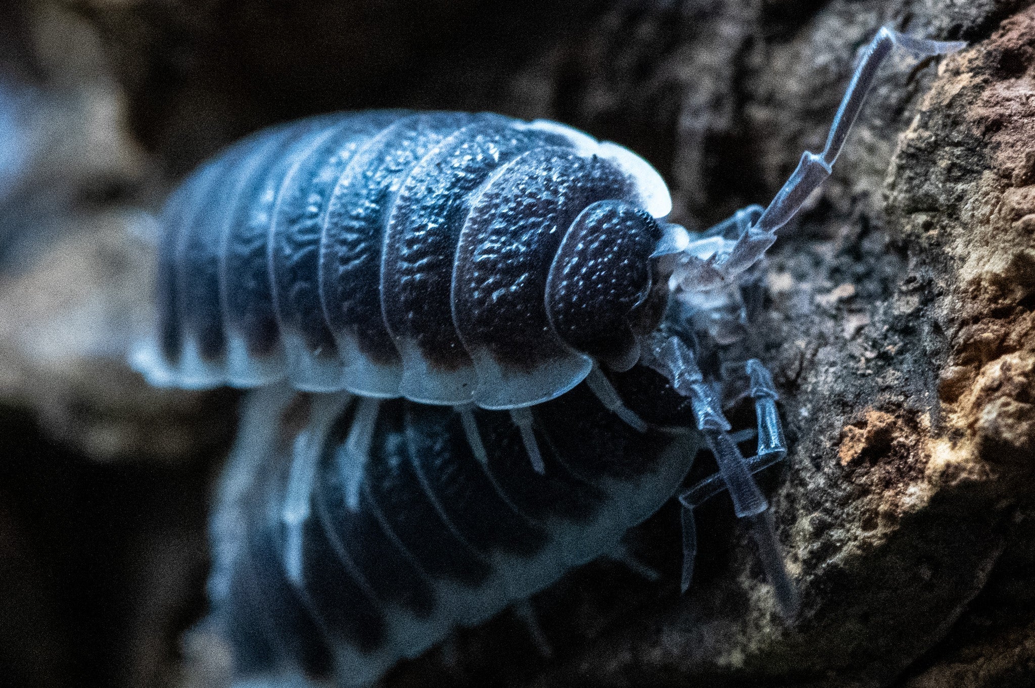 A dark Porcellio hoffmannseggii isopod with pale plate edges on rough bark, another blurred below.