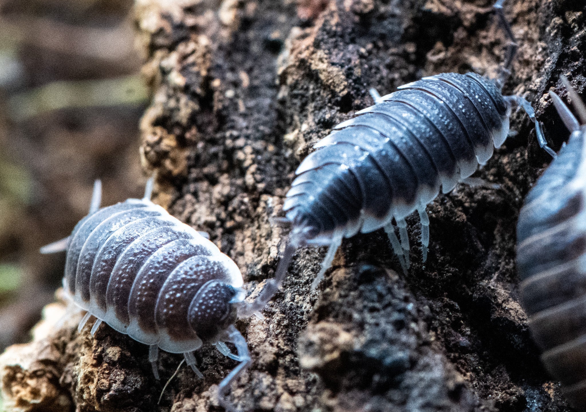 Two dark grey Porcellio hoffmannseggii isopods on crumbly bark, a third cut off at the right.