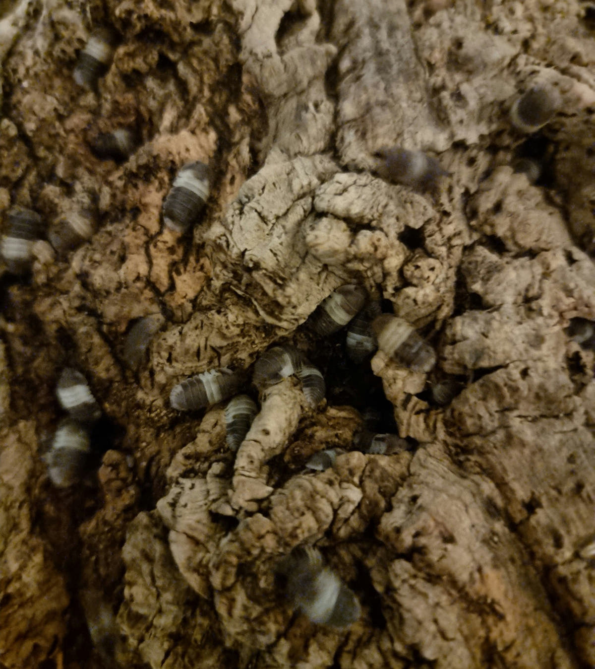 Grey-brown isopods with pale bands scattered across the ridged surface of a piece of cork bark.