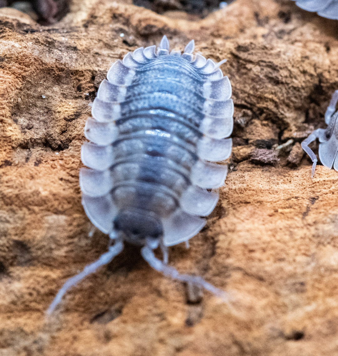 Adult Porcellio spatulatus 'Coros' on cork bark, a broad flat slate-blue isopod with a darker central band, a pale translucent skirt and long antennae