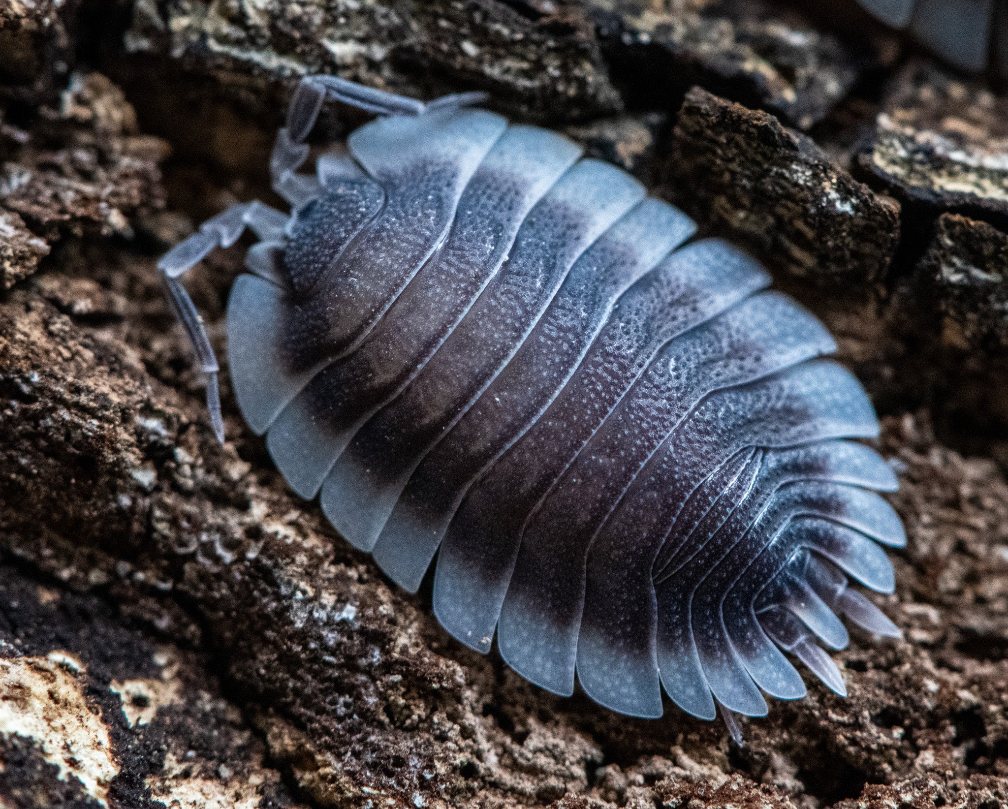 A flat Porcellio werneri isopod, dark with pale grey edges, on bark, another cut off.