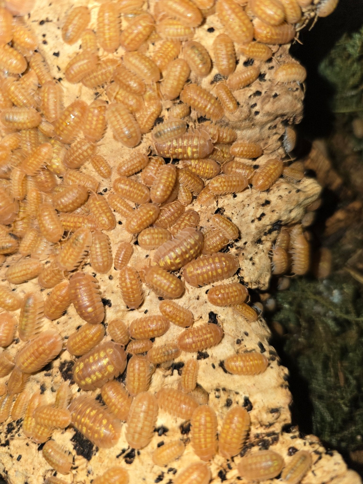 Orange isopods packed tightly across a pale cork surface, many carrying rows of small yellow dots.